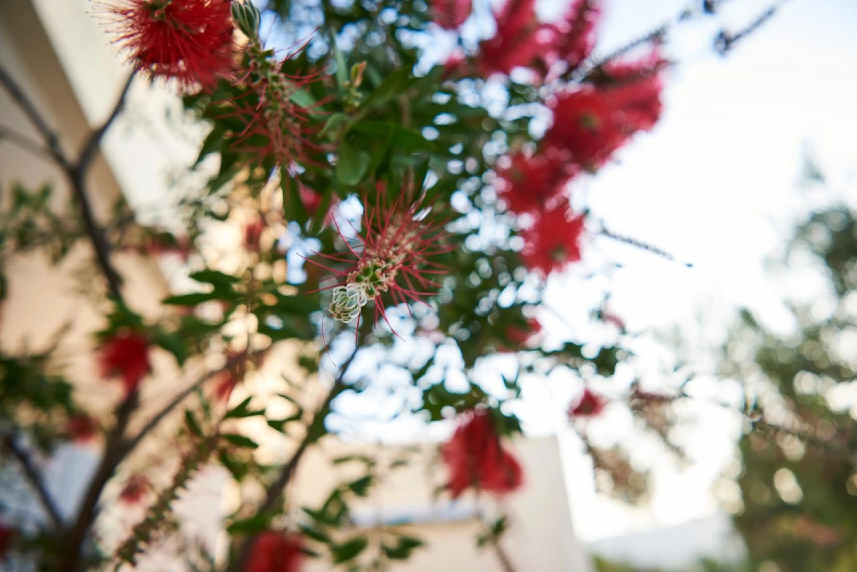 Garden in Kalloni Bay