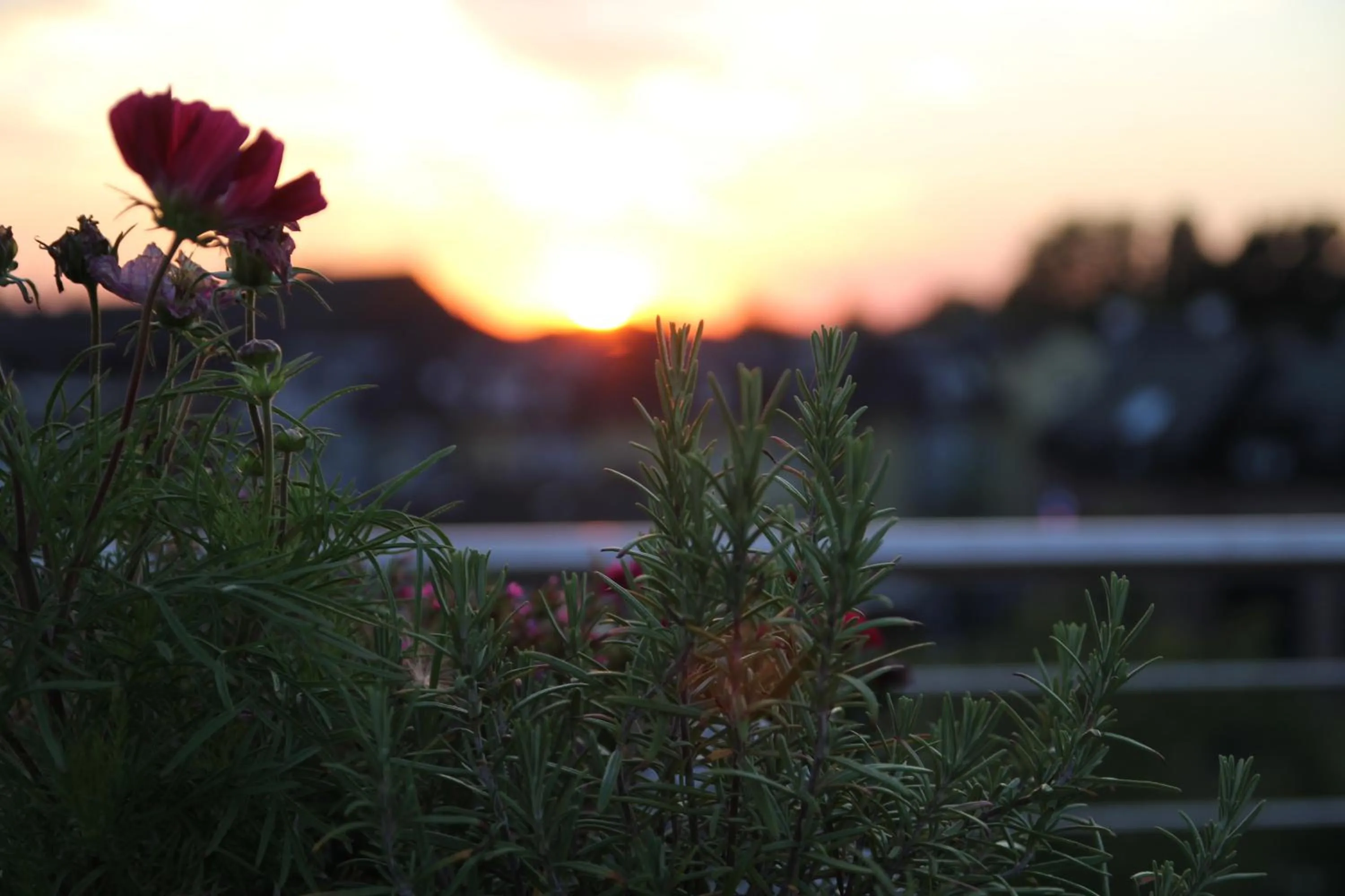 Restaurant/places to eat in König`s Hotel am Schlosspark