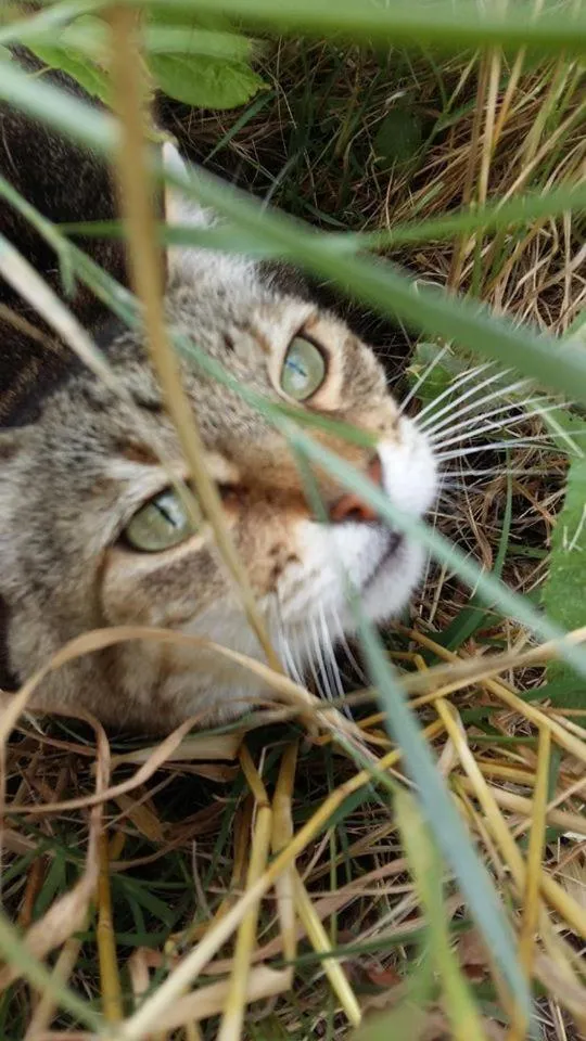 Pets in Locanda San Francesco