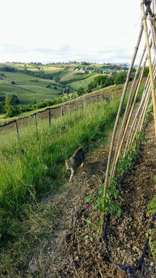 Garden view in Locanda San Francesco