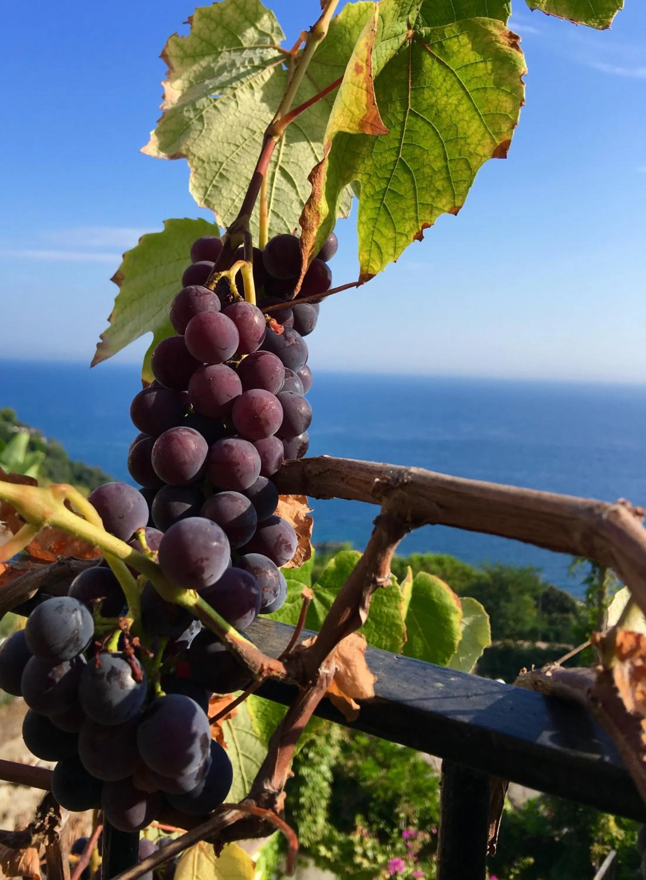 Agapanto Luxury Accommodation