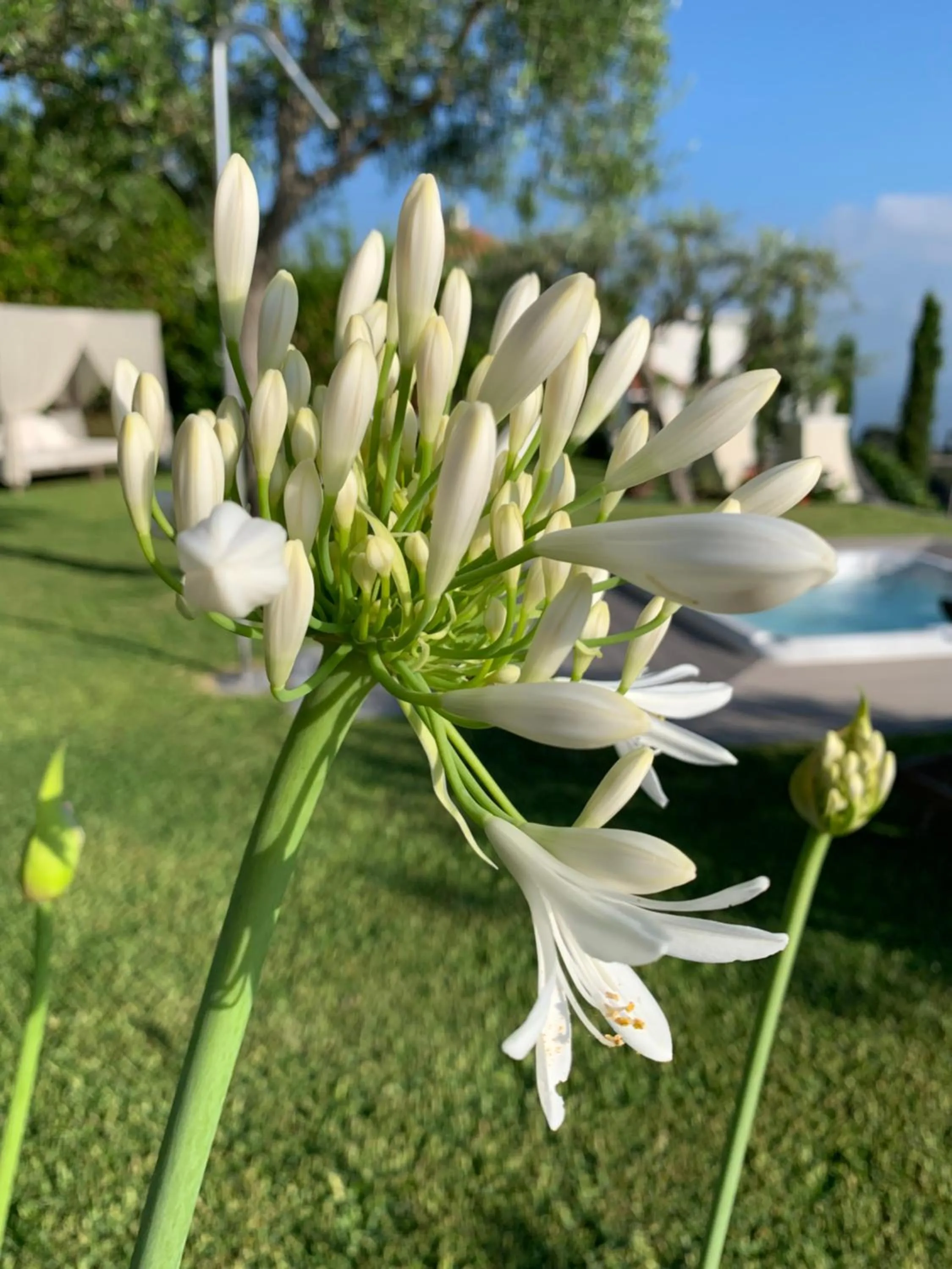 Agapanto Luxury Accommodation