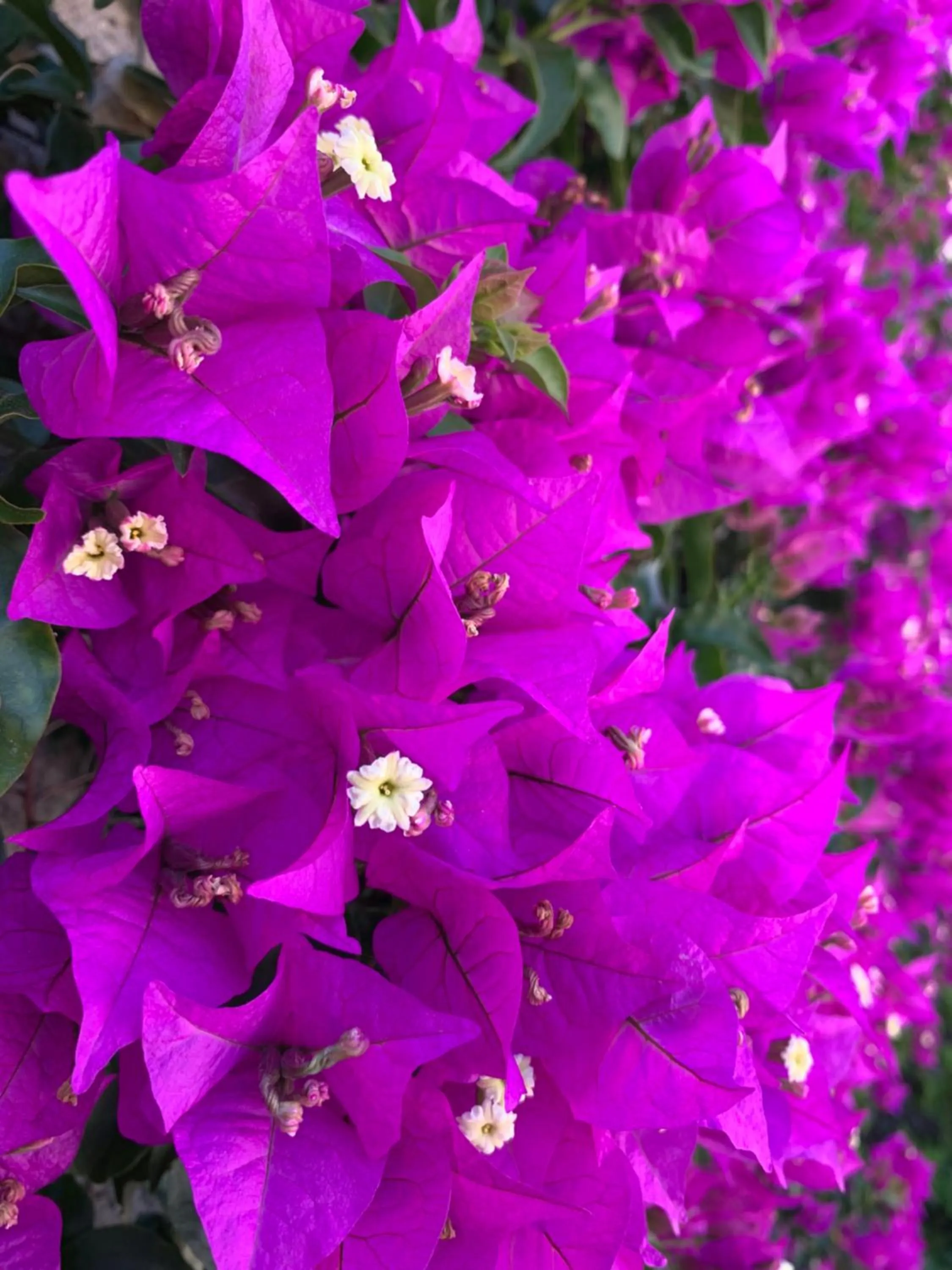 Agapanto Luxury Accommodation