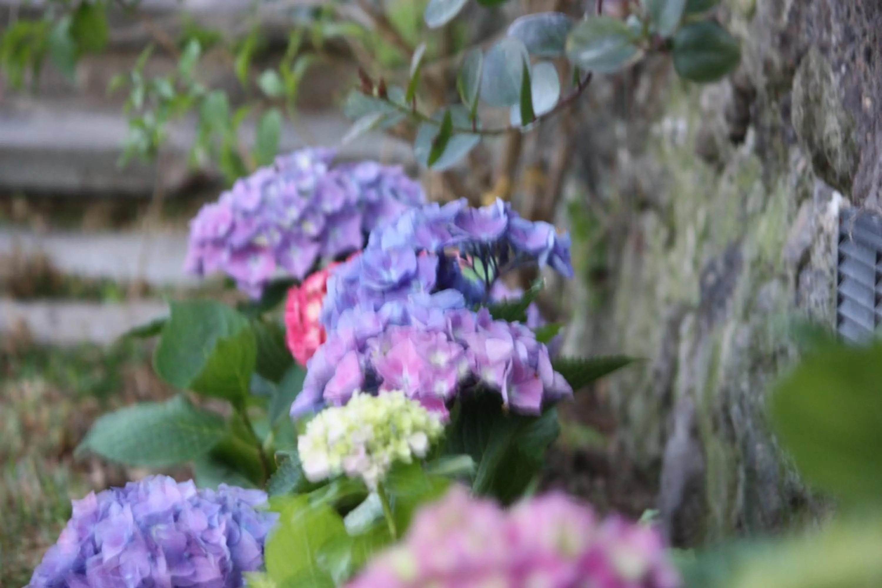 Garden in Agapanto Luxury Accommodation