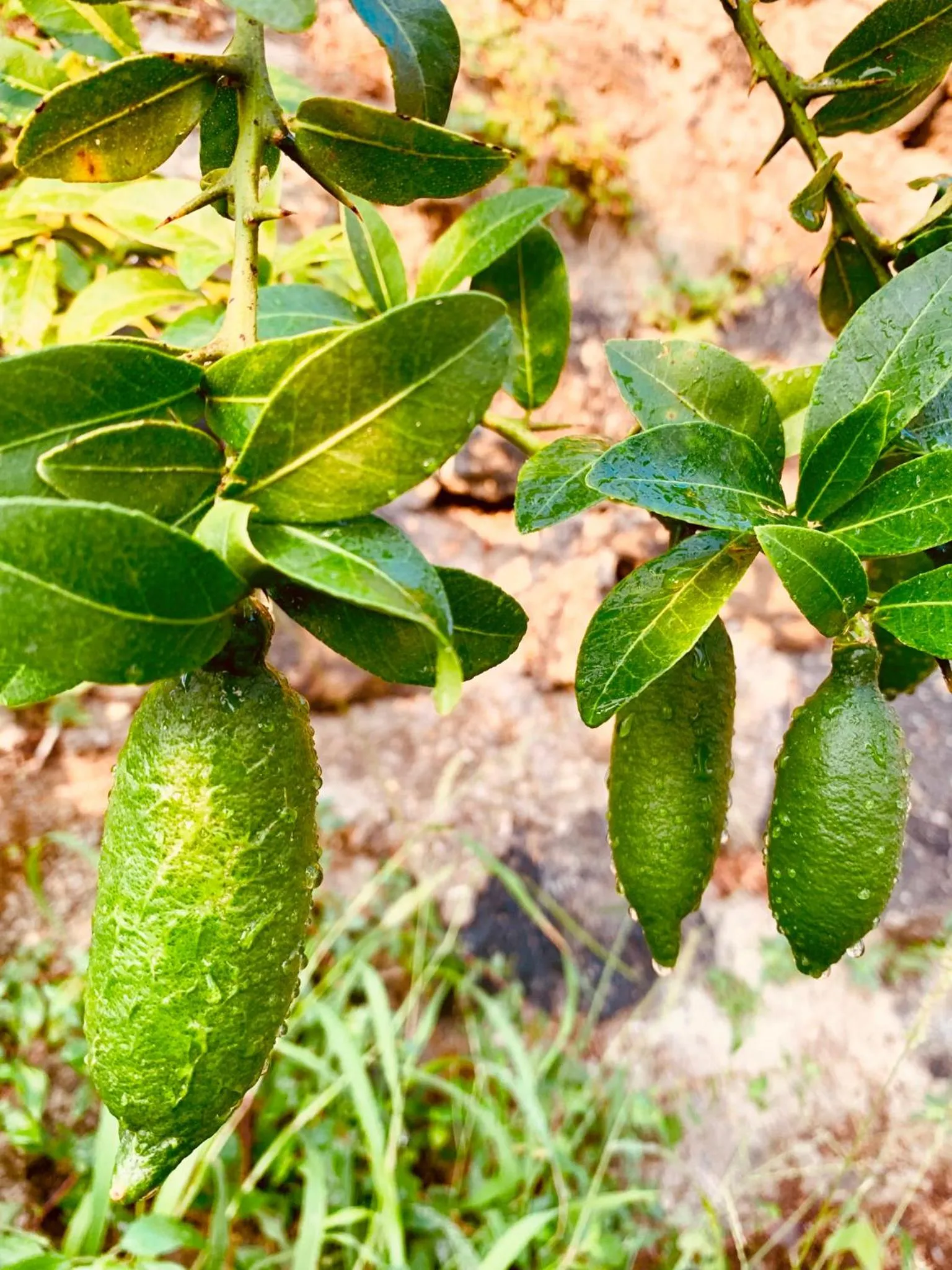 Agapanto Luxury Accommodation
