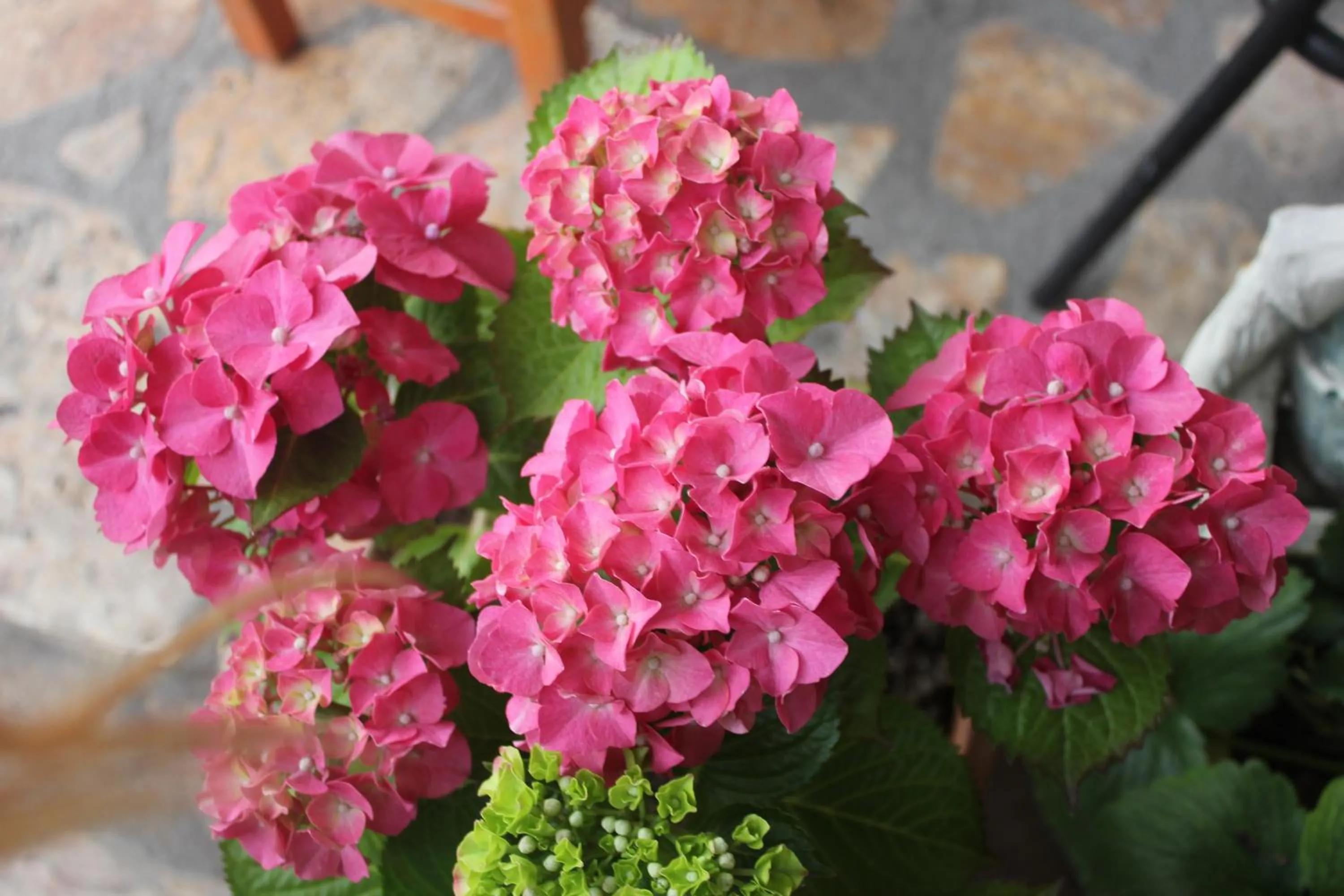 Garden in Avcıoğlu Konak Otel