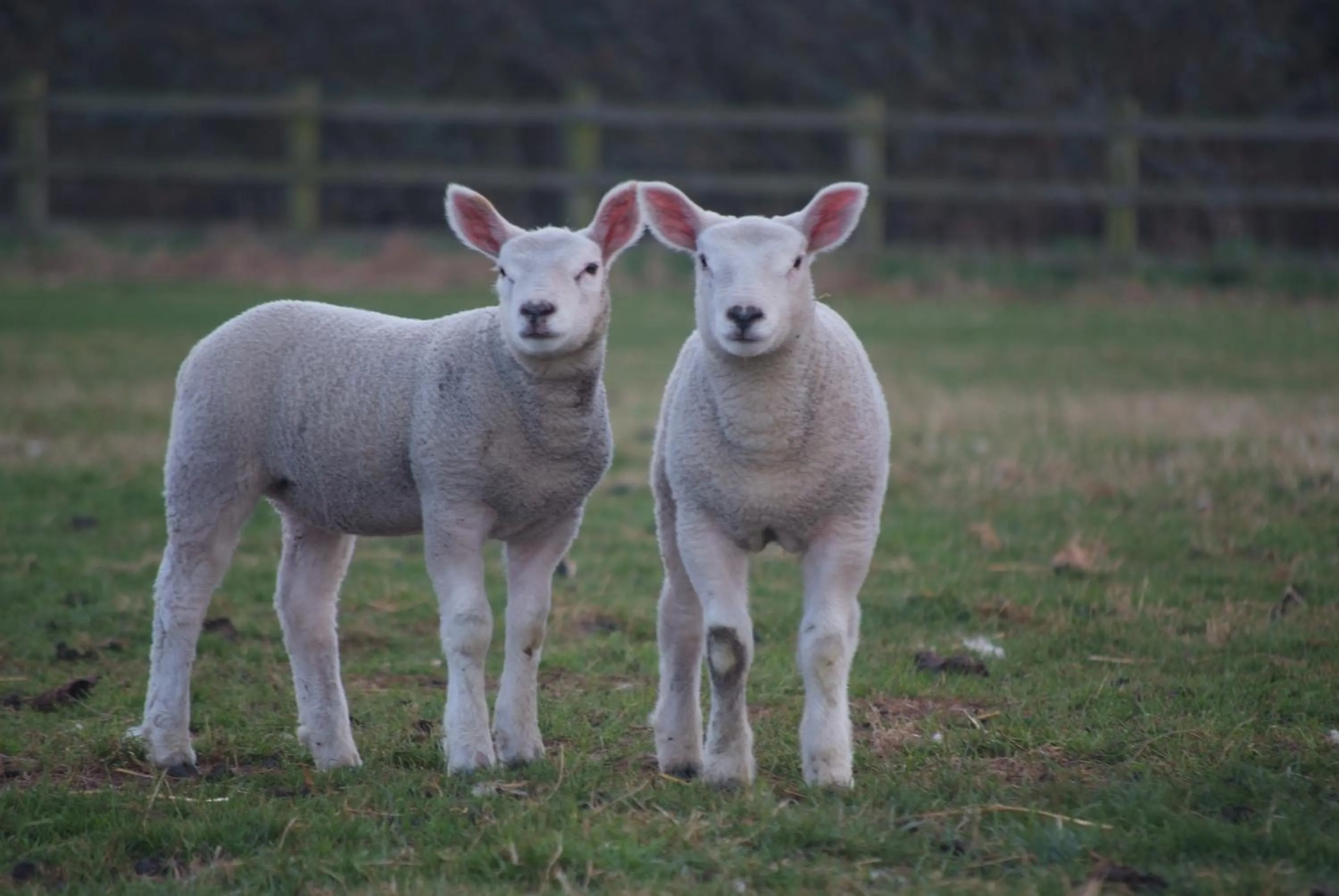 Animals in Woodhouse Farm Lodge