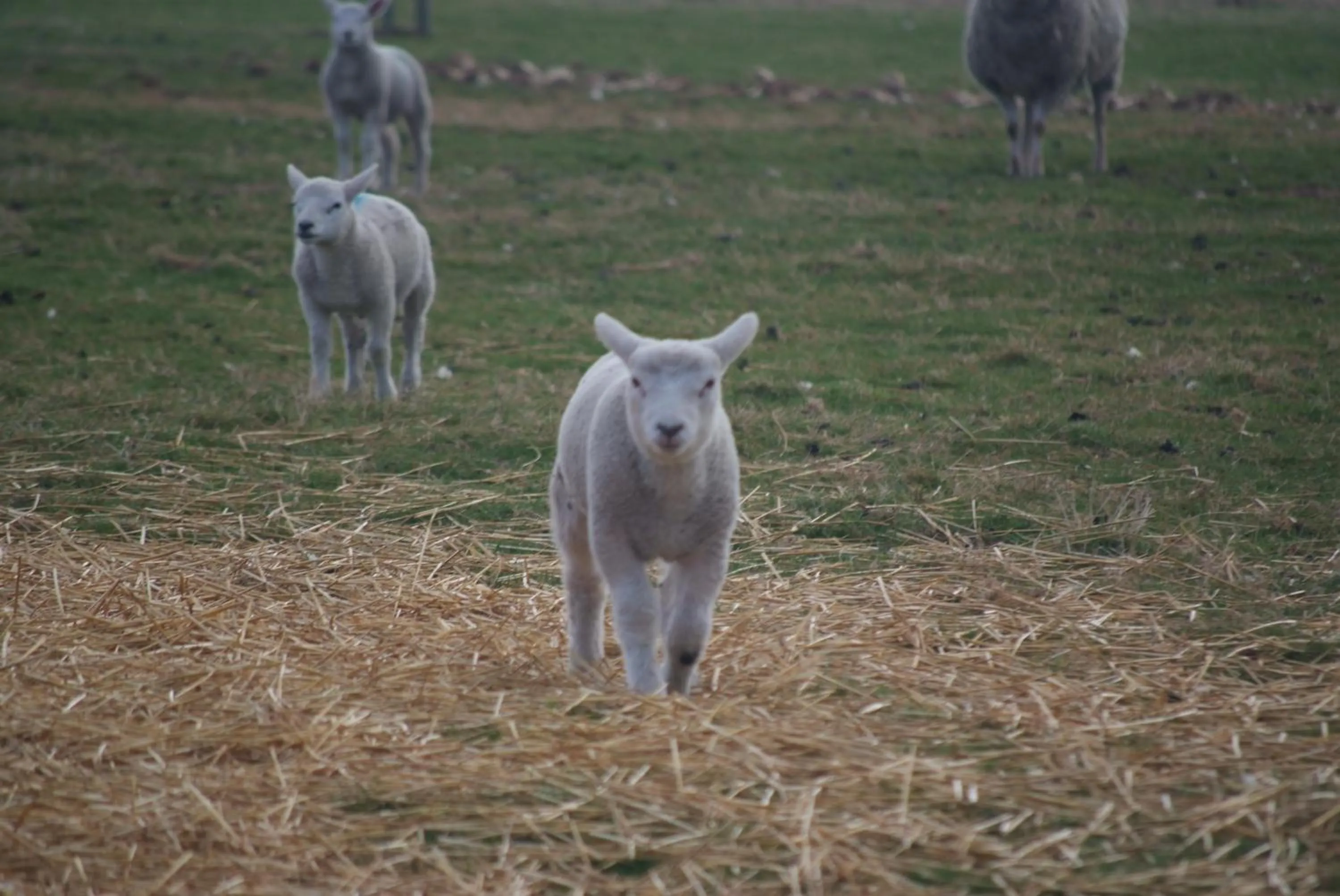 Animals in Woodhouse Farm Lodge