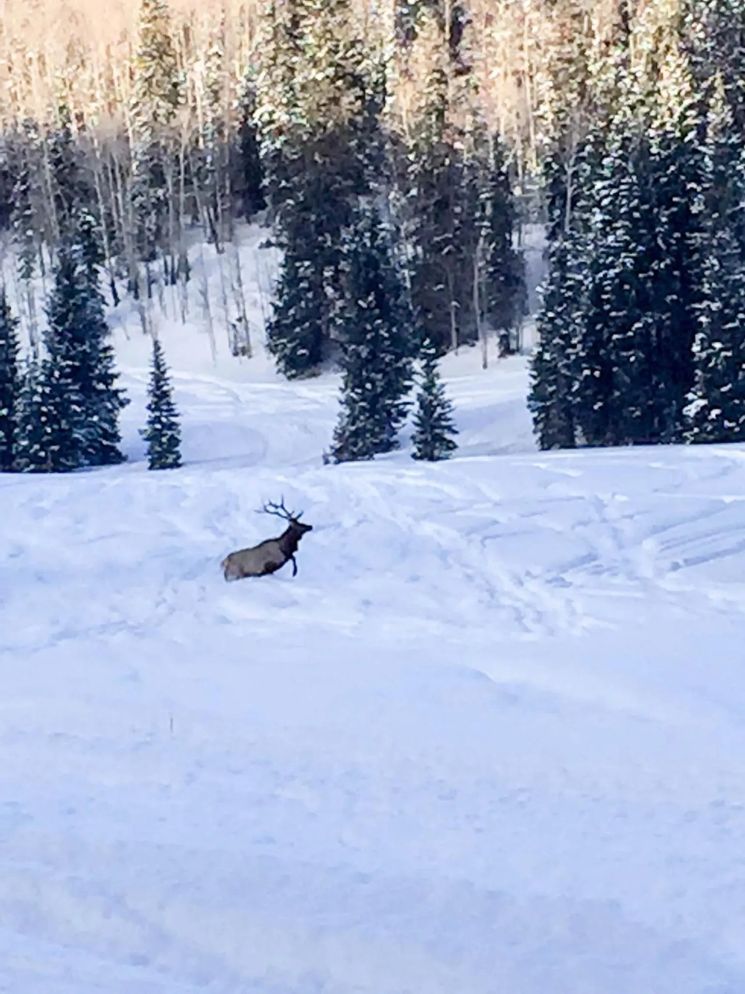 Arrowhead Mountain Lodge