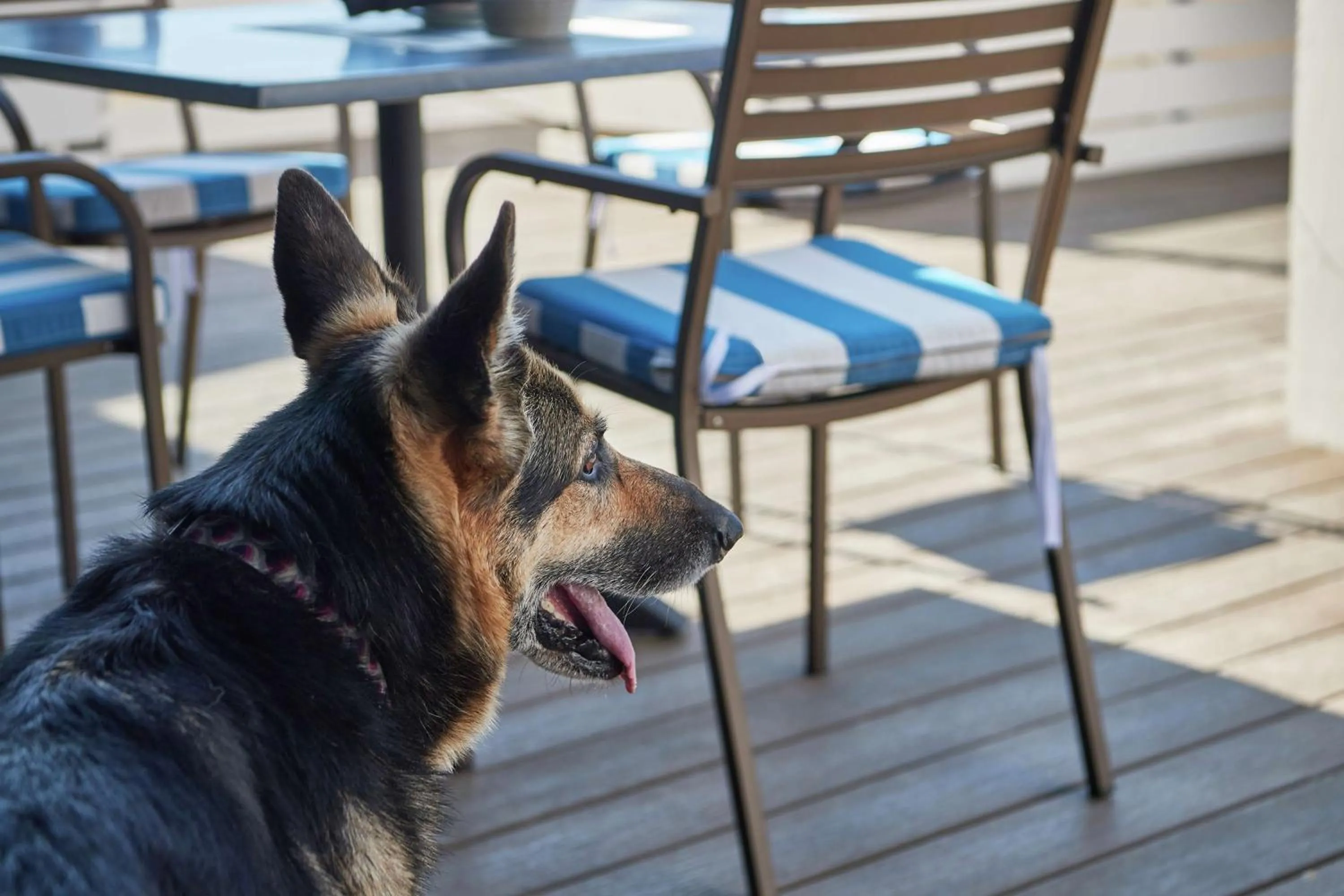 Property building in DoubleTree by Hilton Hotel Berkeley Marina