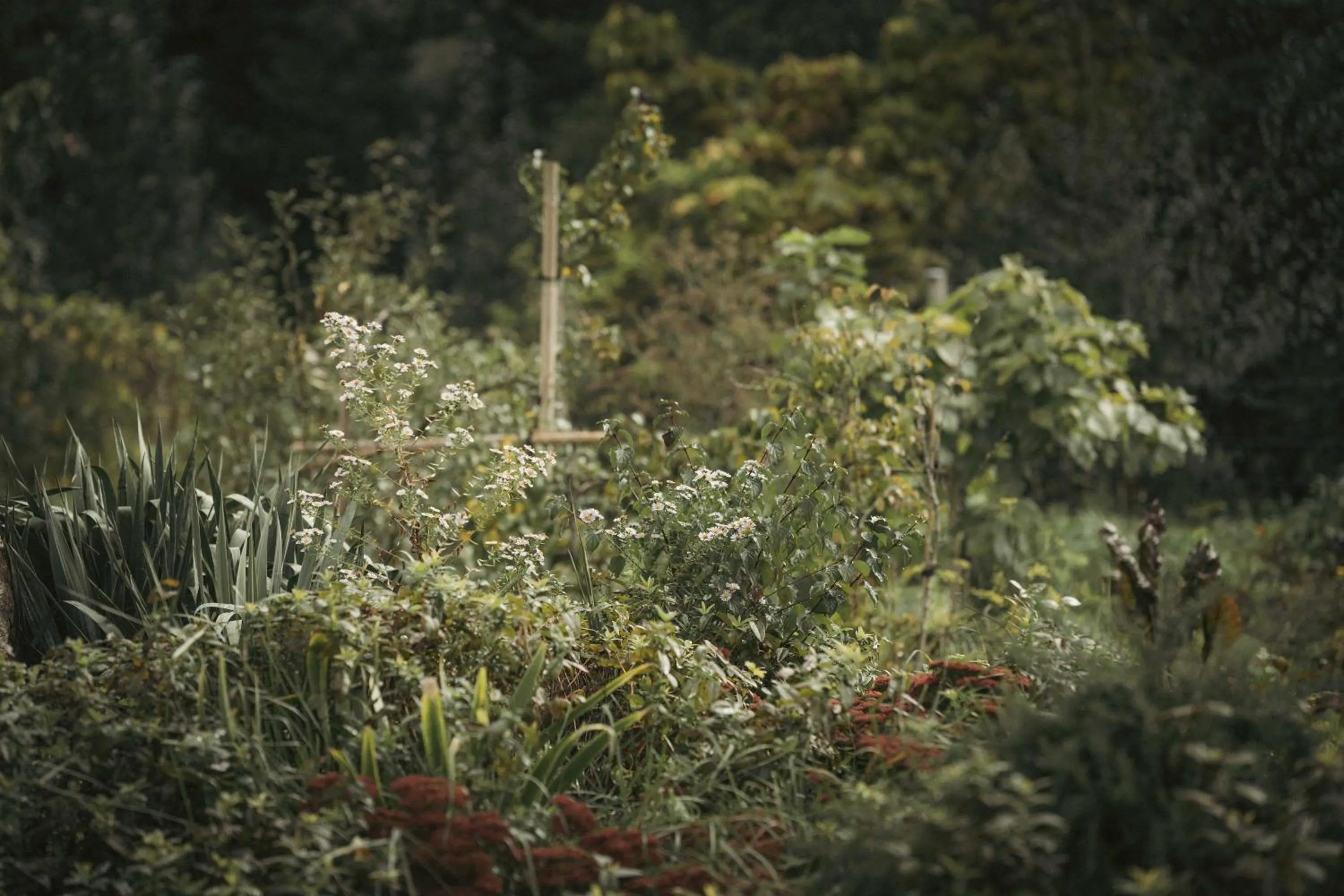 Garden in Logis Hotel La Diligence