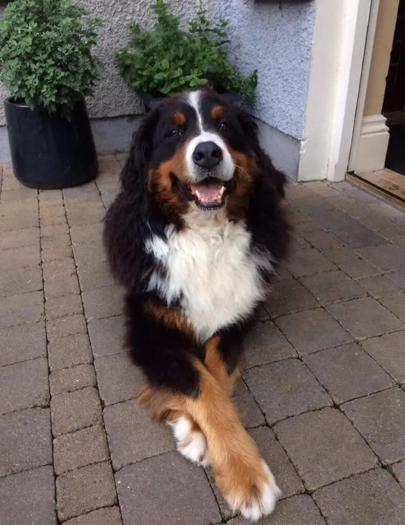 Facade/entrance in St Kyrans Guest House
