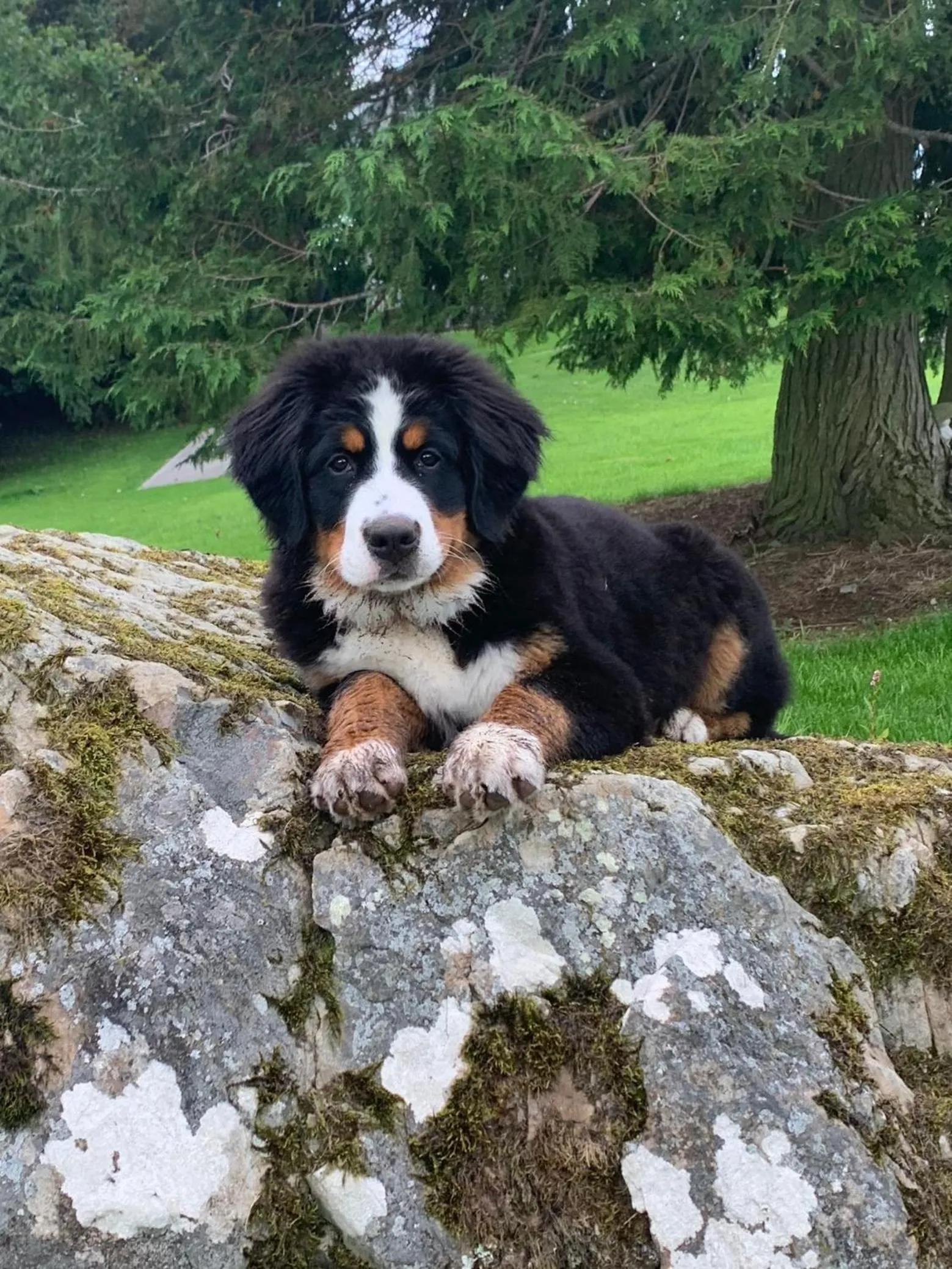 Garden in St Kyrans Guest House