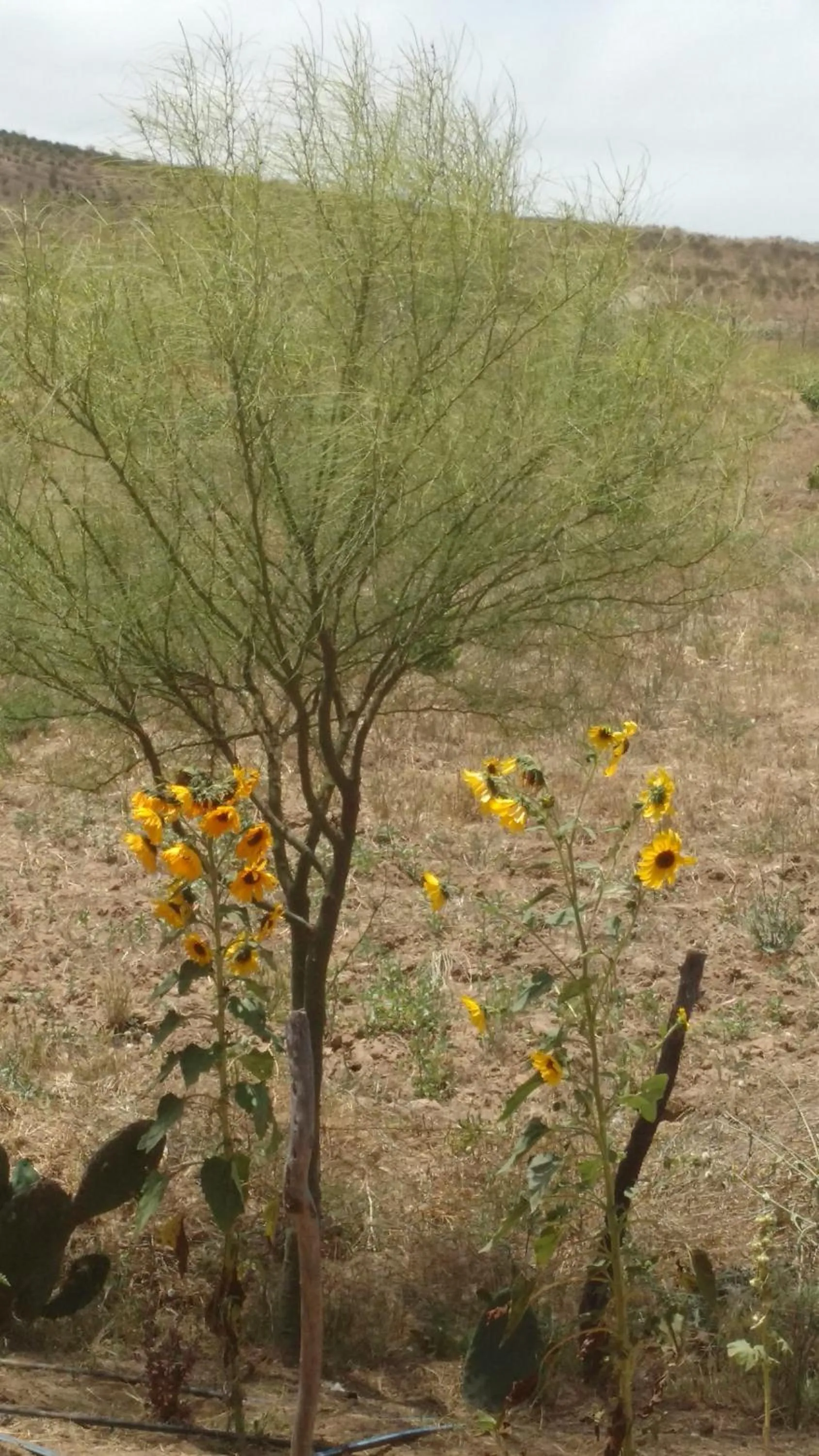 Property building in Vinofilia Wine Country Inn