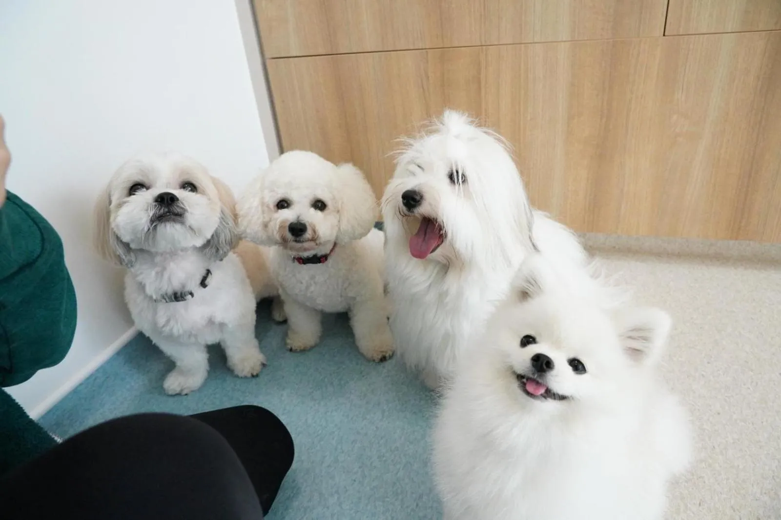 Pets in Citadines Connect Fifth Avenue New York