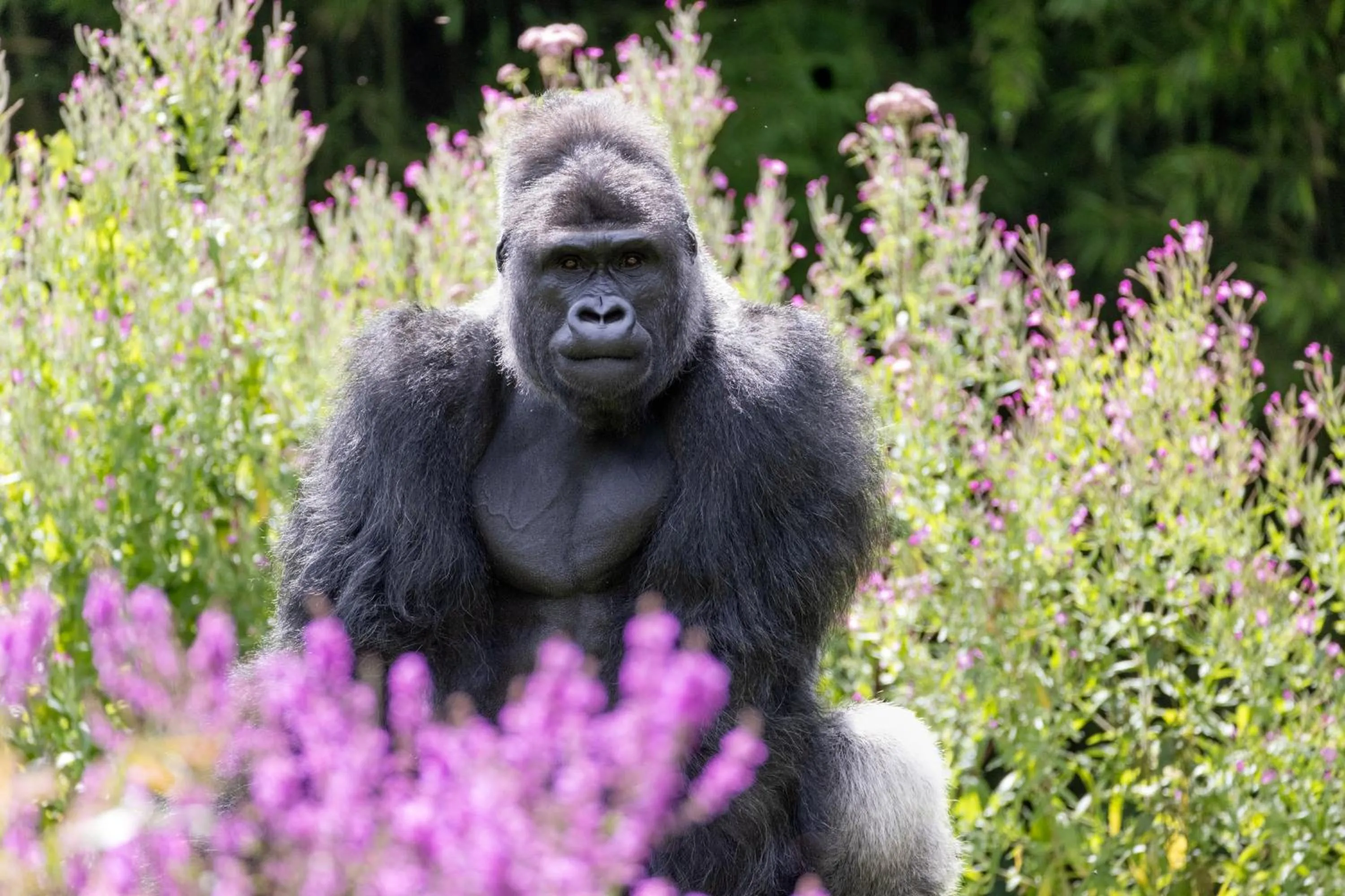 Les Jardins de Beauval