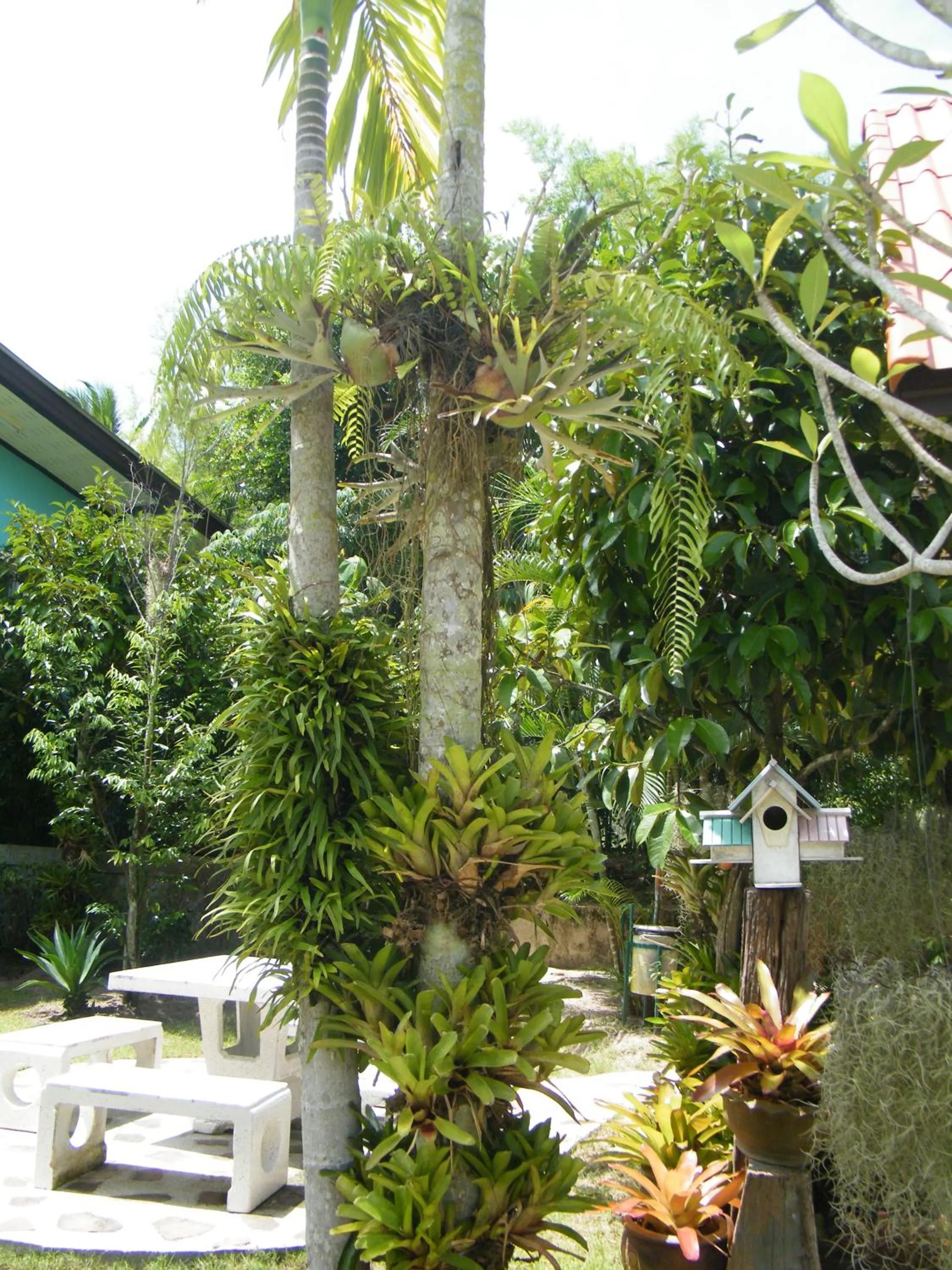 Garden in Ya Teng Homestay