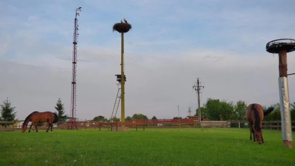 Natural landscape in Agroturystyka Klekusiowo