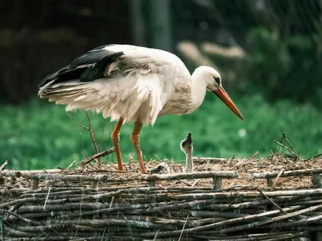 Agroturystyka Klekusiowo