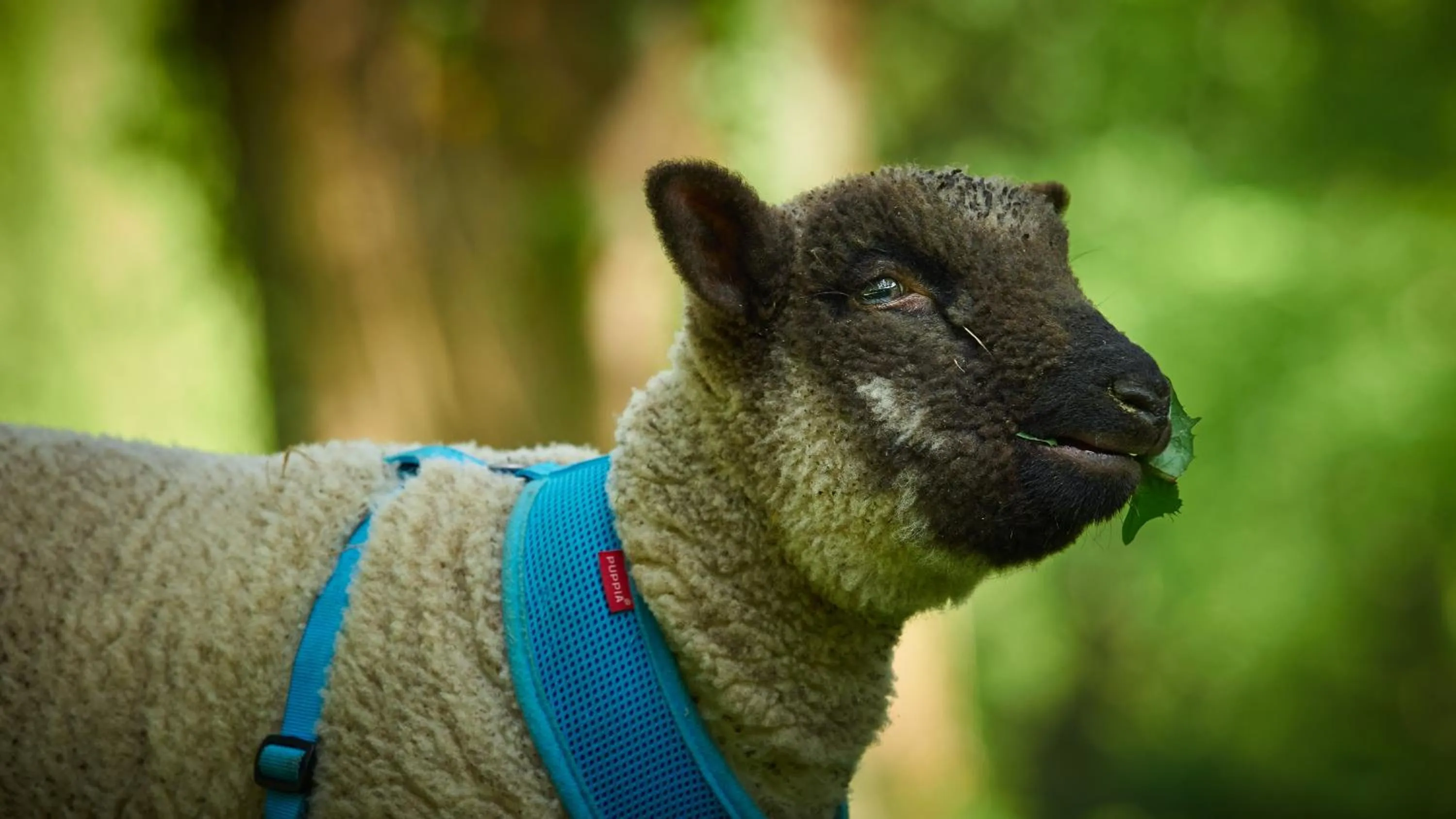 Animals in Villa Silva