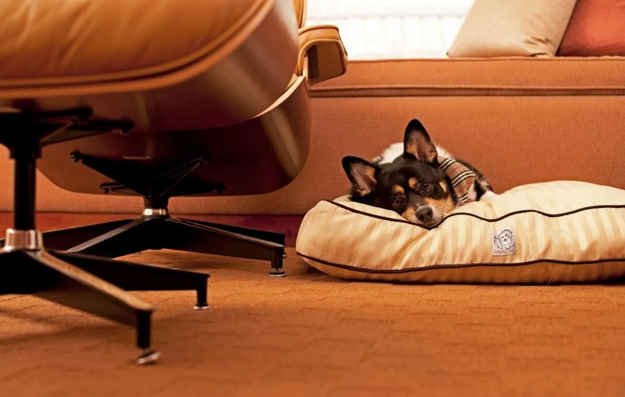 Pets in Hyatt Place Atlanta Buckhead