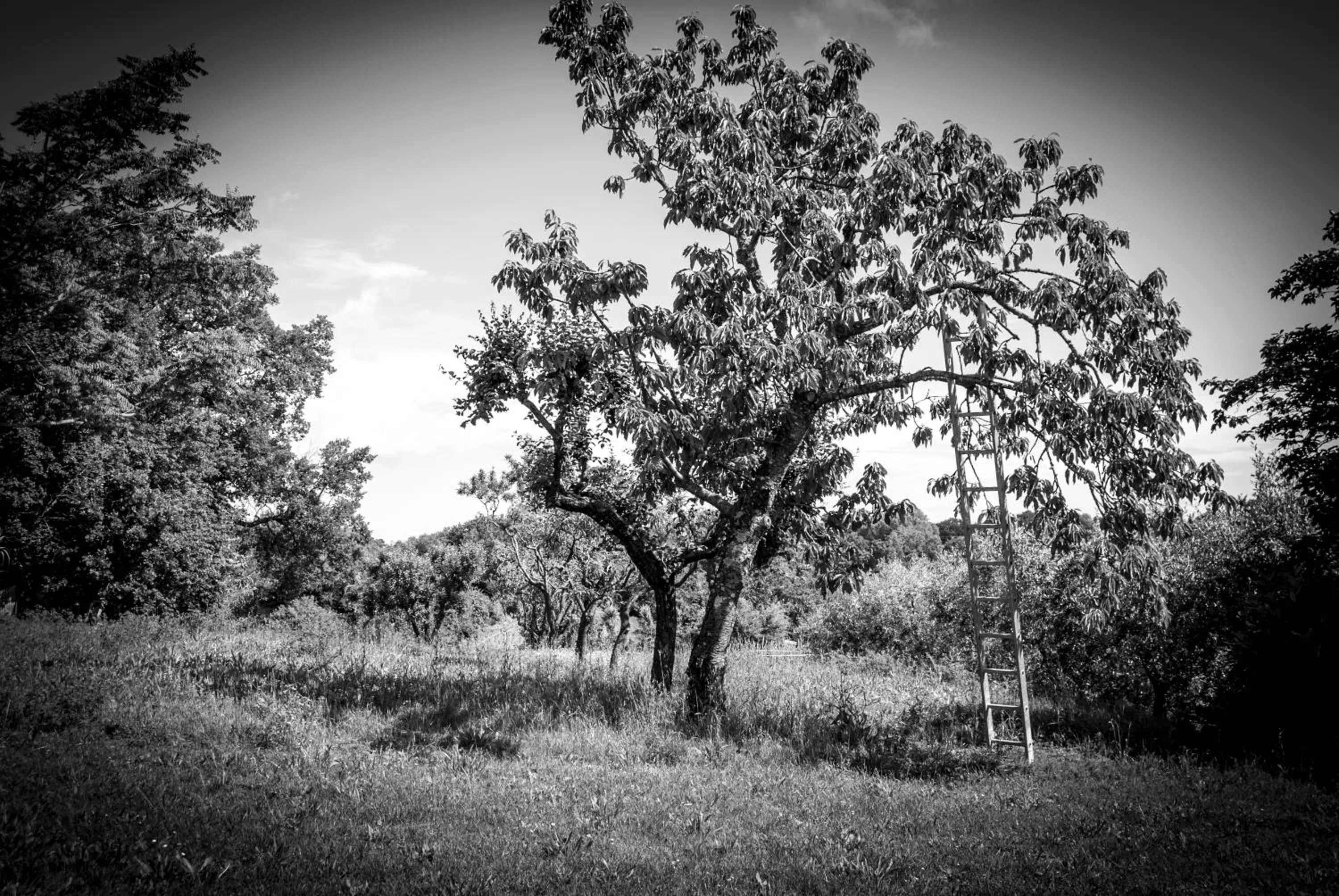 Property building in Amarcord