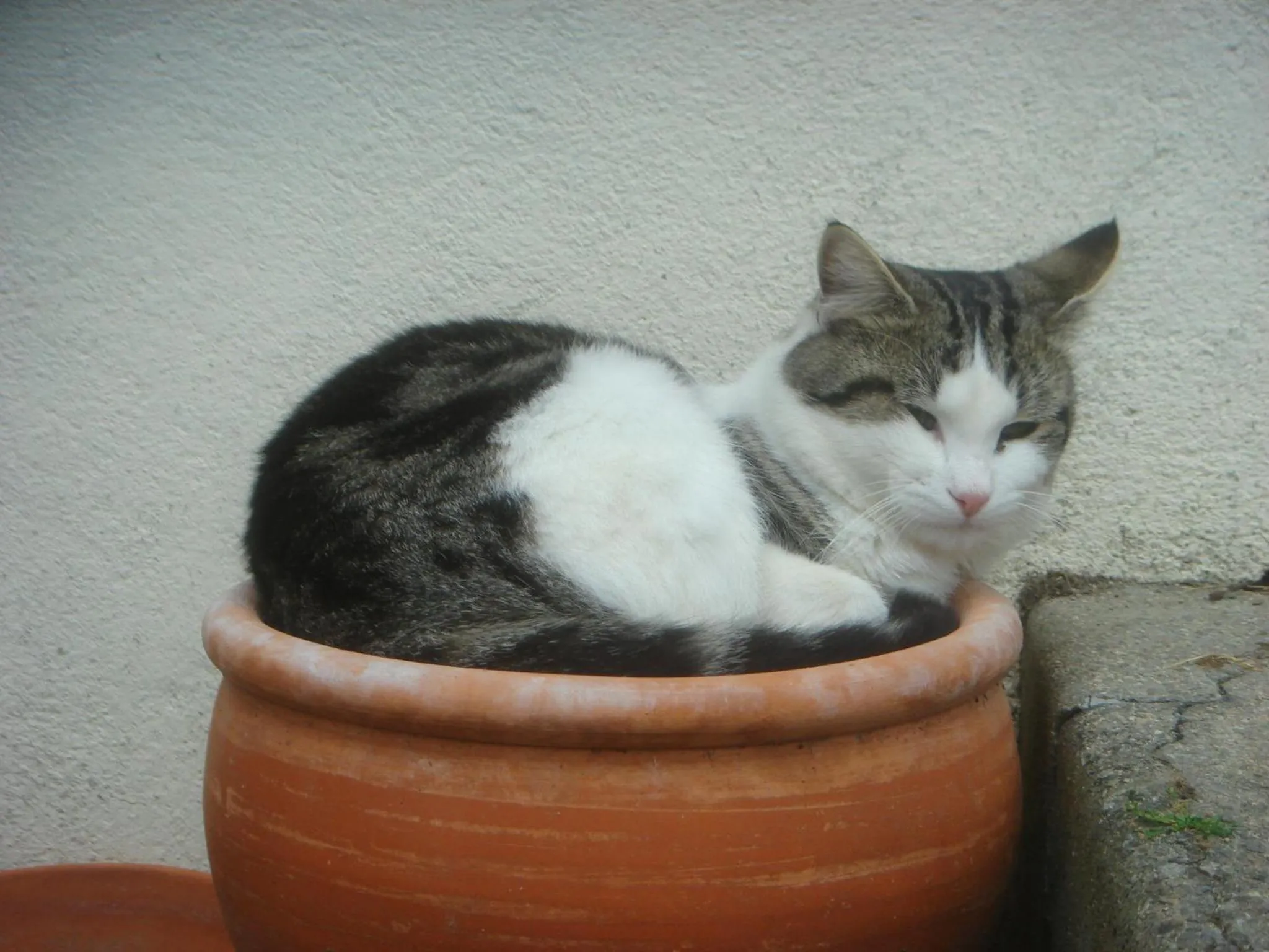 Pets in La Revaudiere