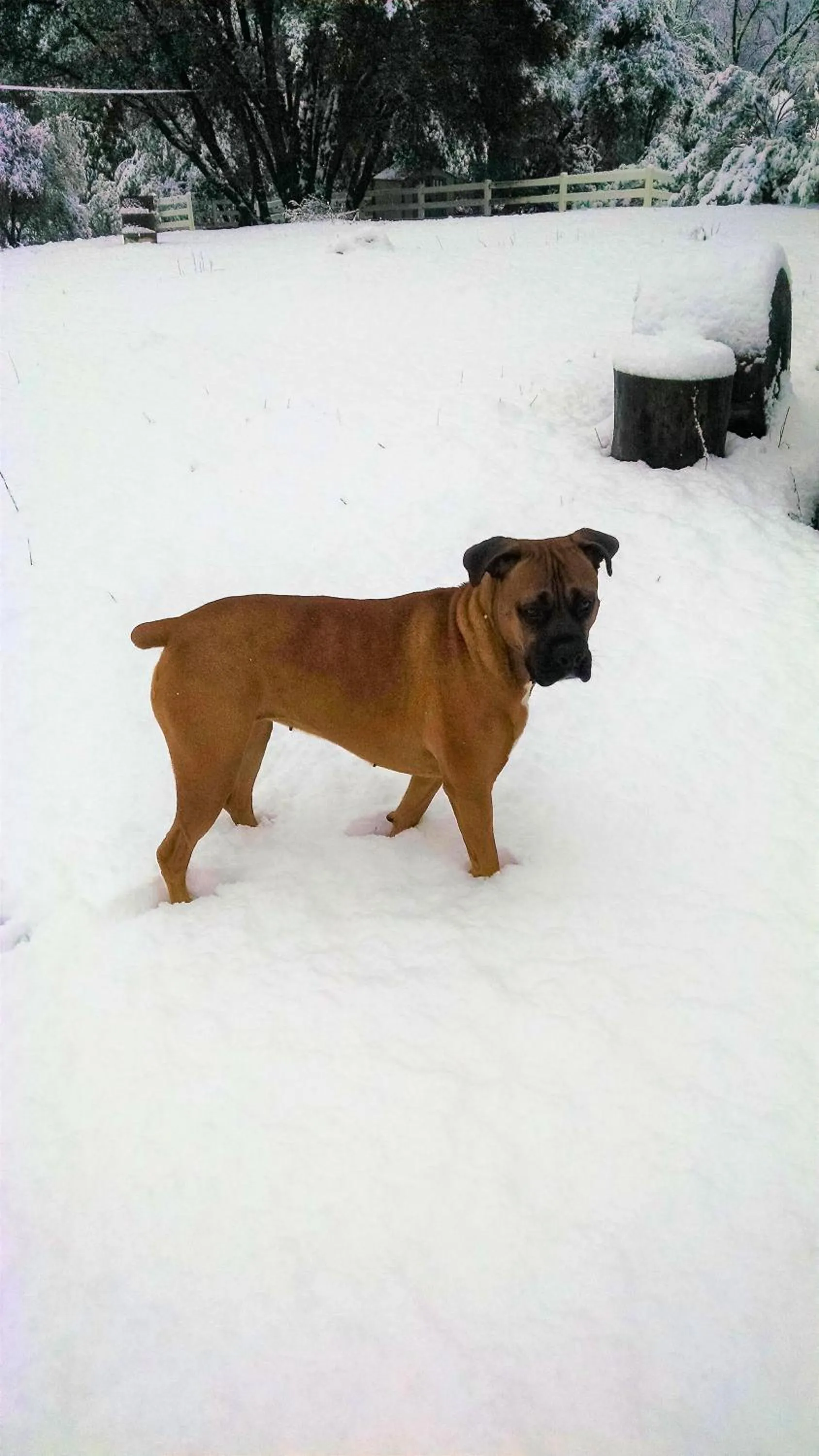 Pets in Charming Downstairs Unit