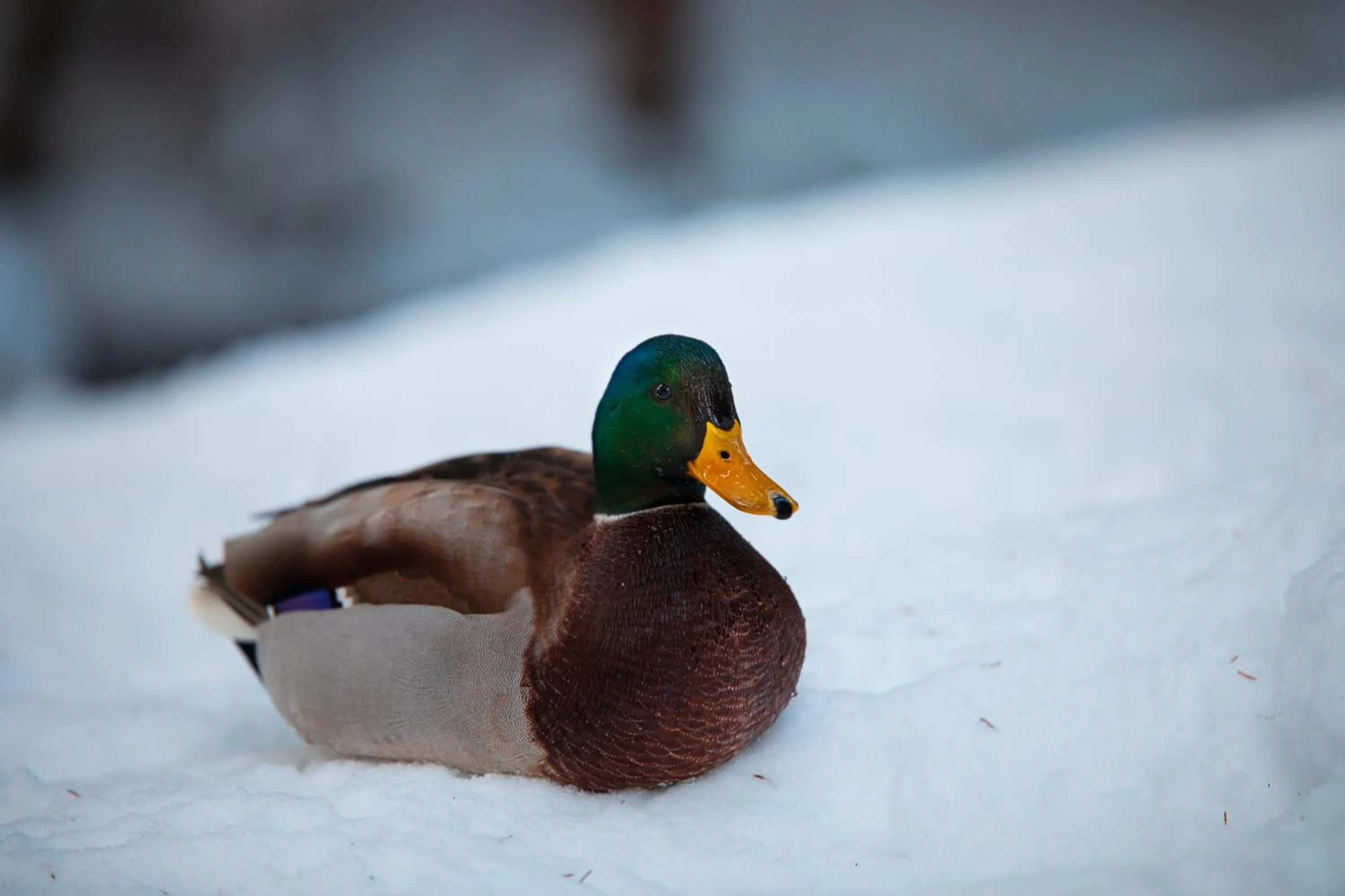Winter in Hotel Schweizerhof Lenzerheide