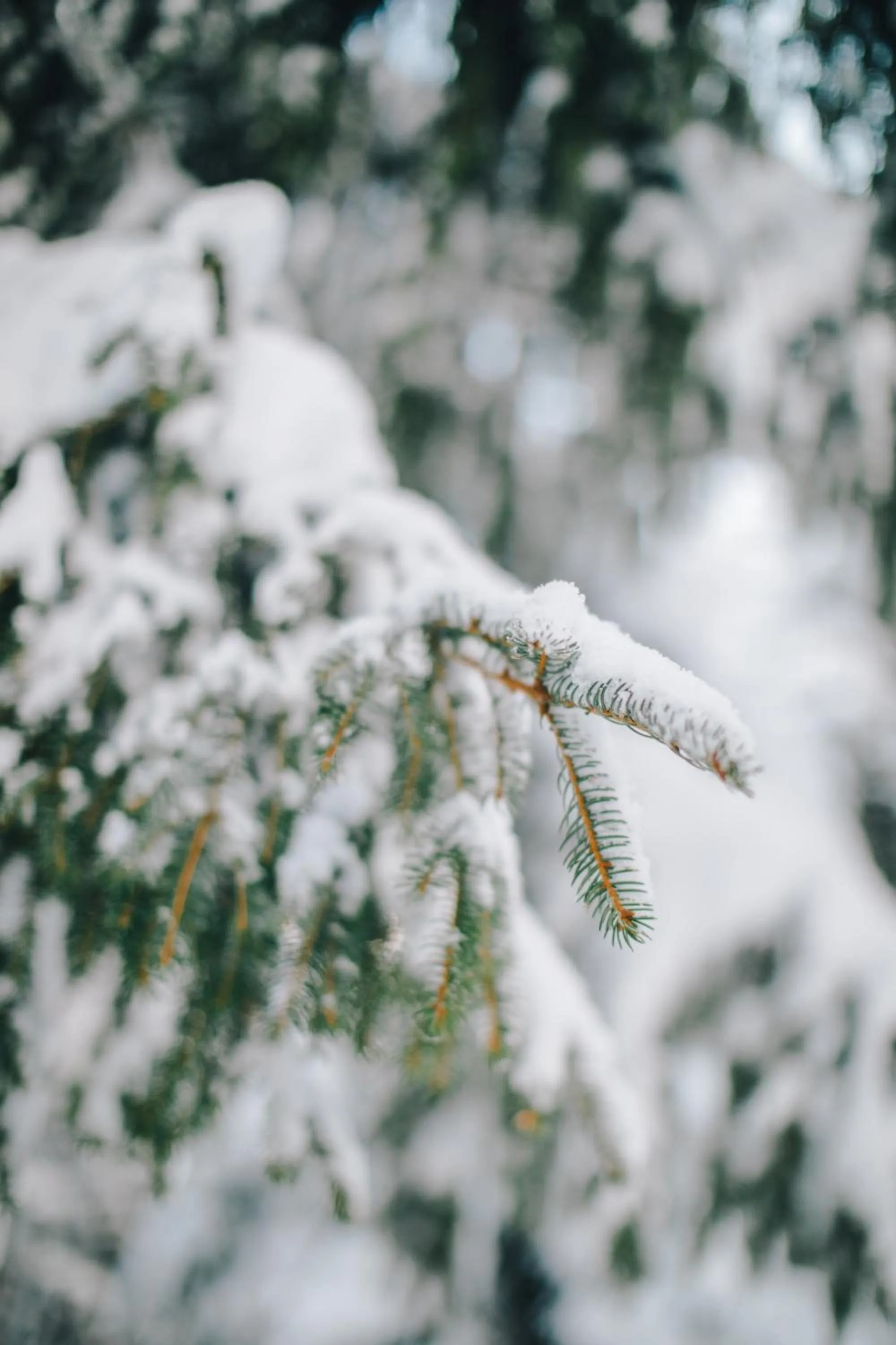 Winter in Hotel Schweizerhof Lenzerheide