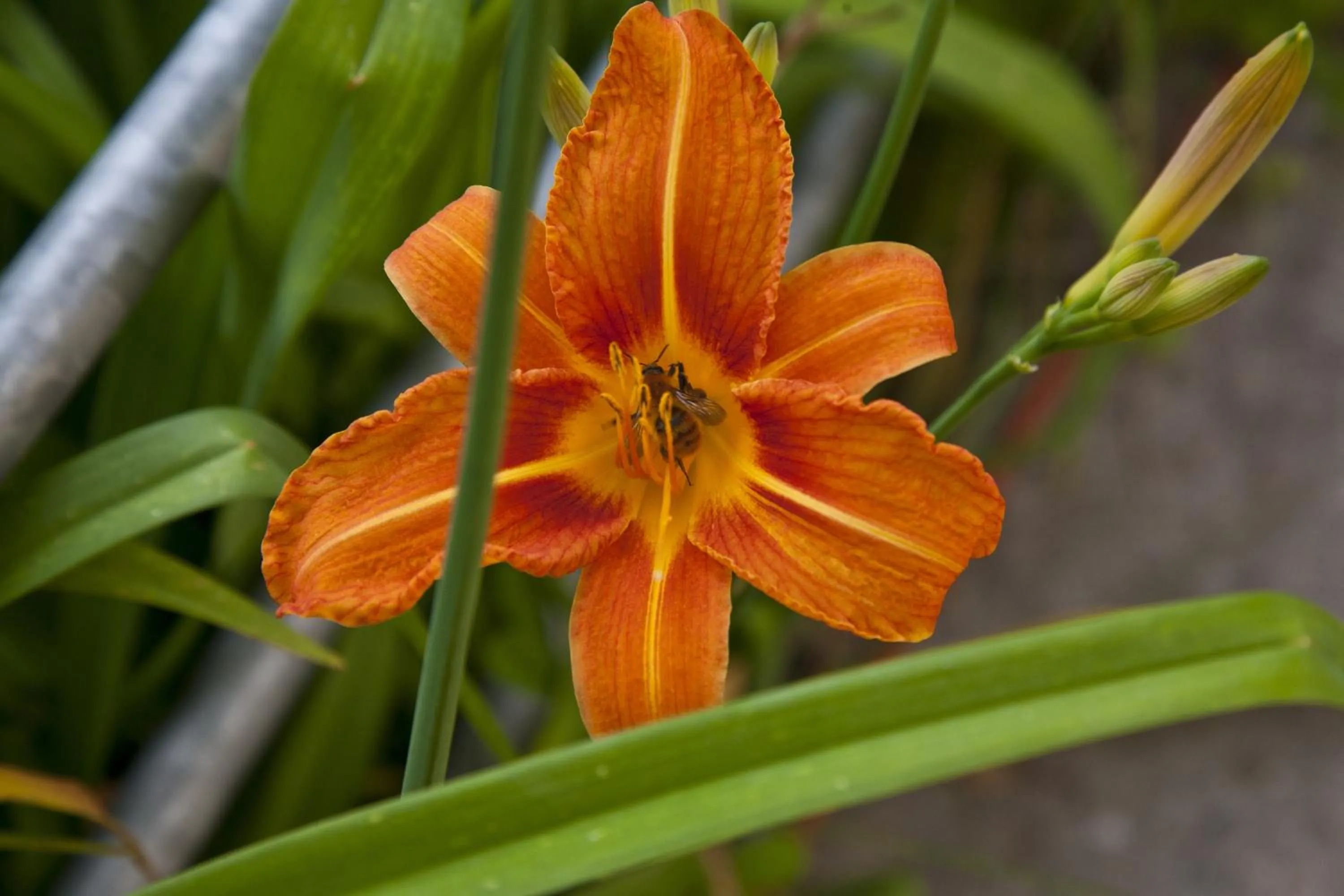 Decorative detail in Eco Hotel Locanda del Giglio