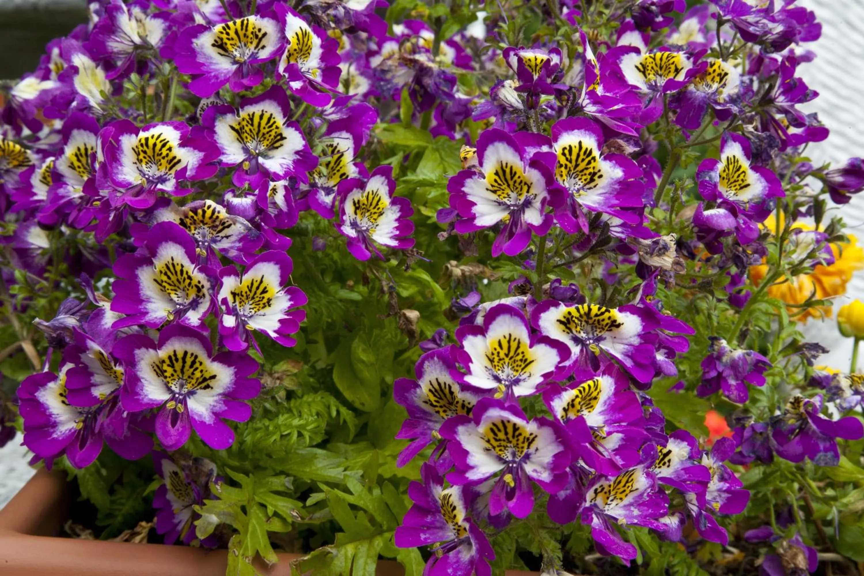 Decorative detail in Eco Hotel Locanda del Giglio