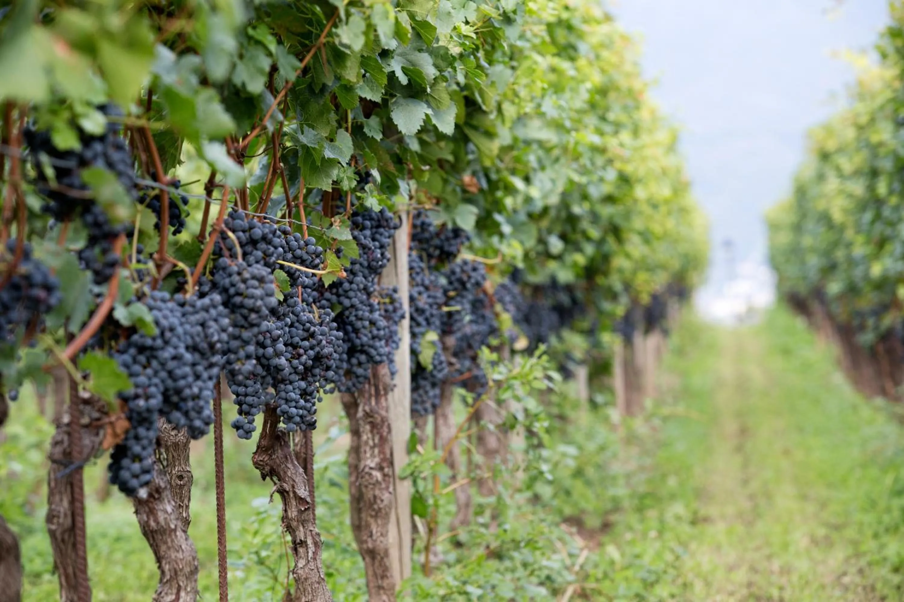 Day in Fattoria l'Amorosa