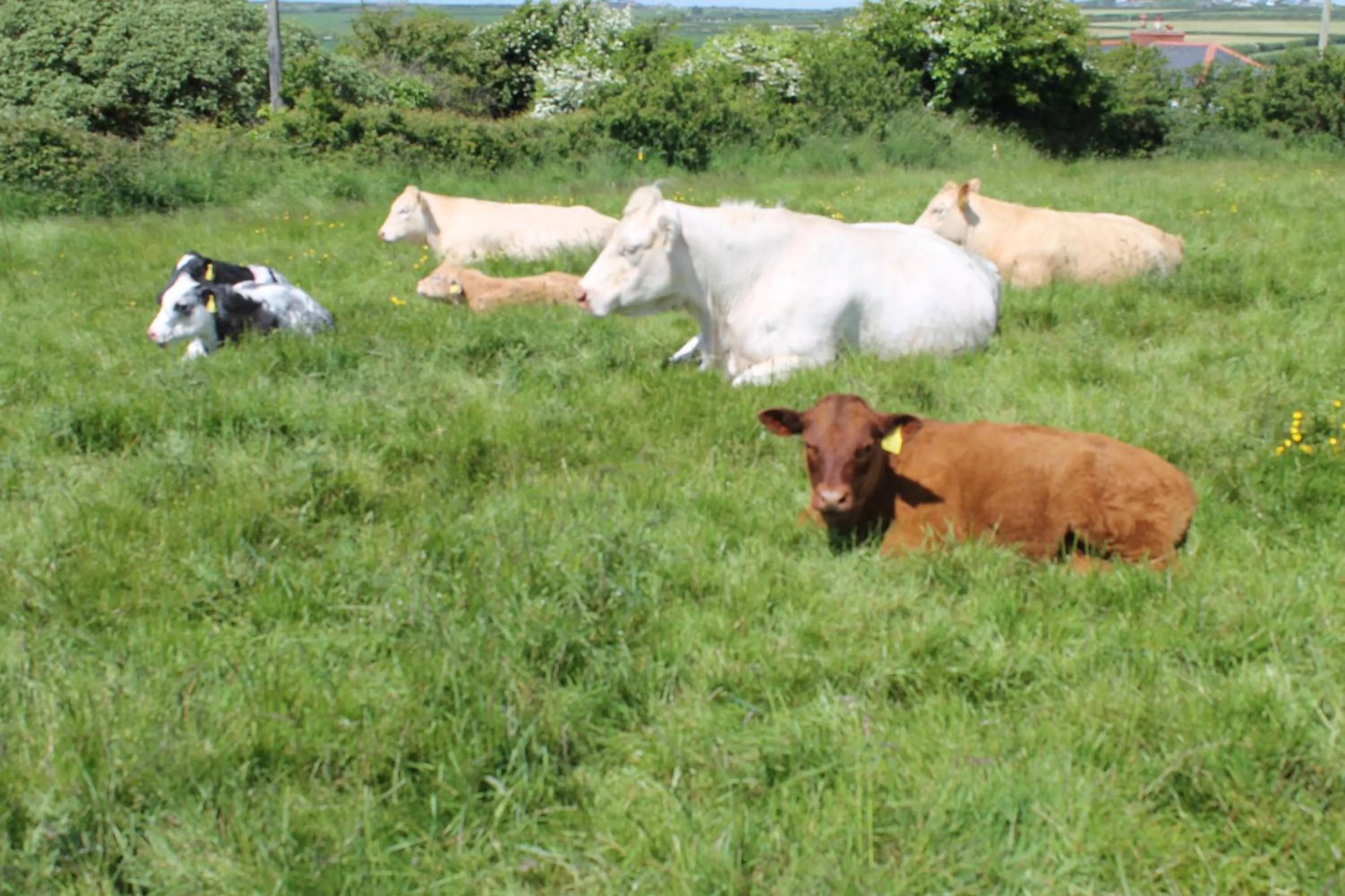 Animals in Trevanger Farm Bed and Breakfast