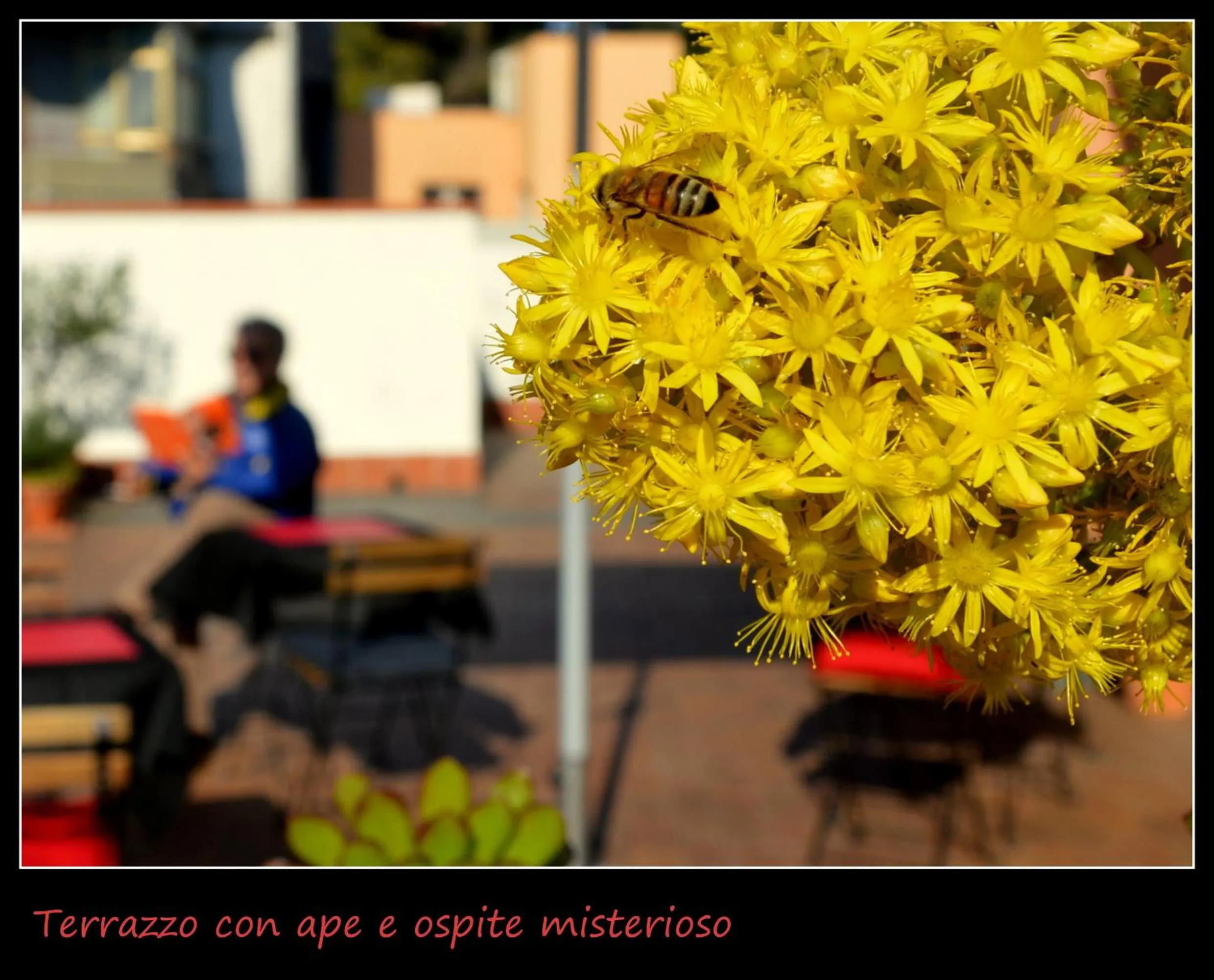 Balcony/Terrace in B&B il rosso e il nero