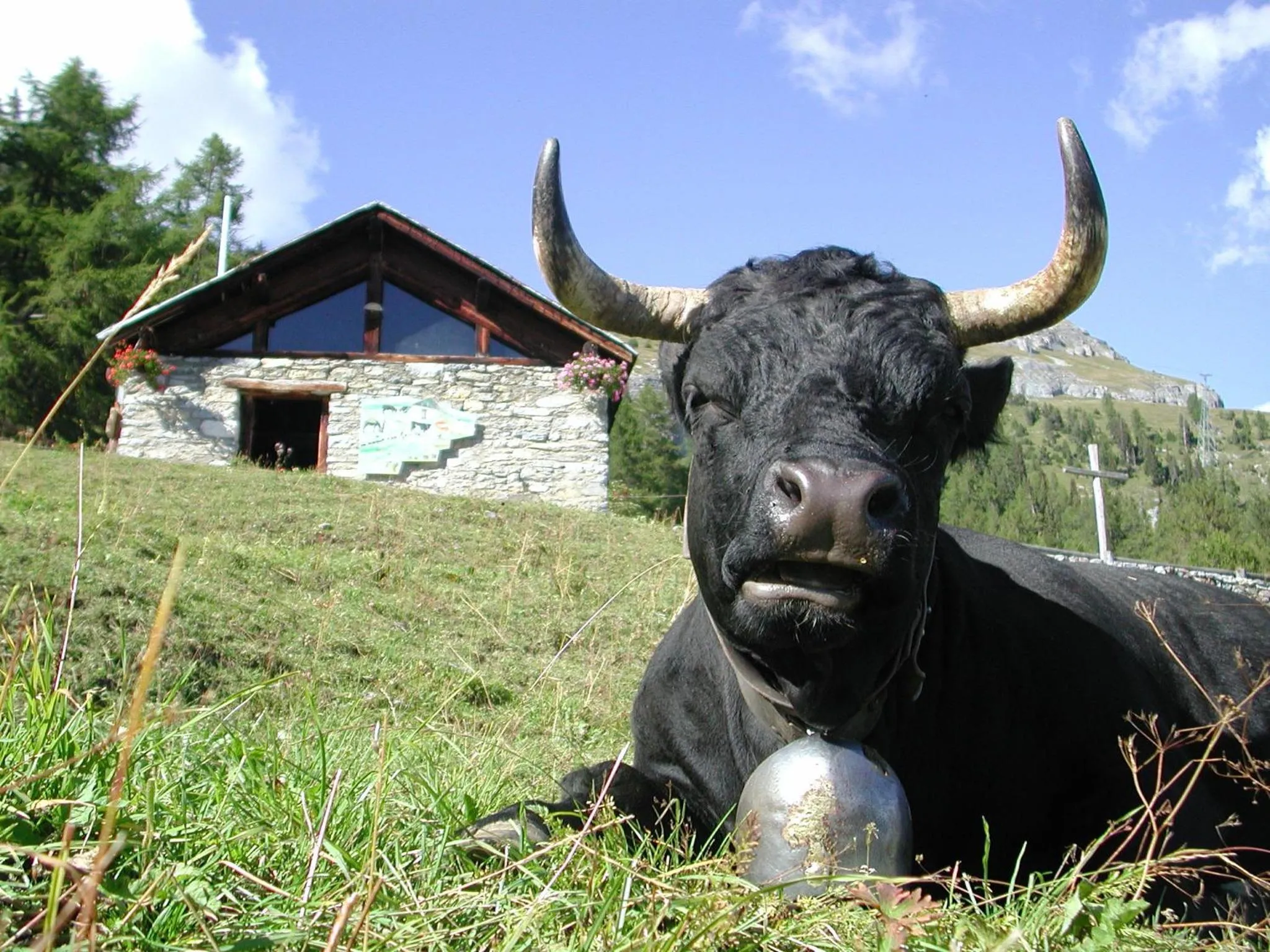 Animals in Guarda Golf Hotel & Residences