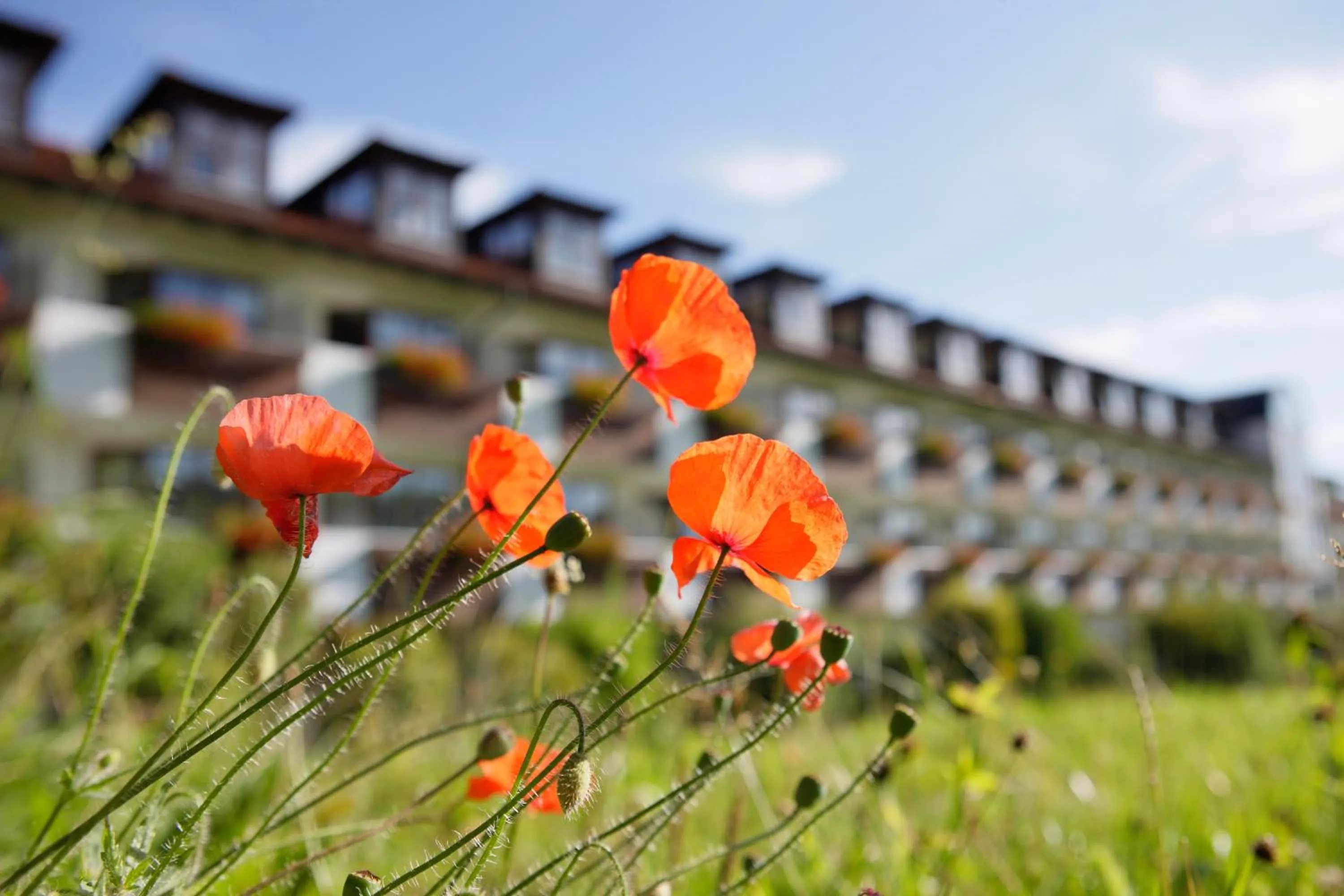 Garden in allgäu resort