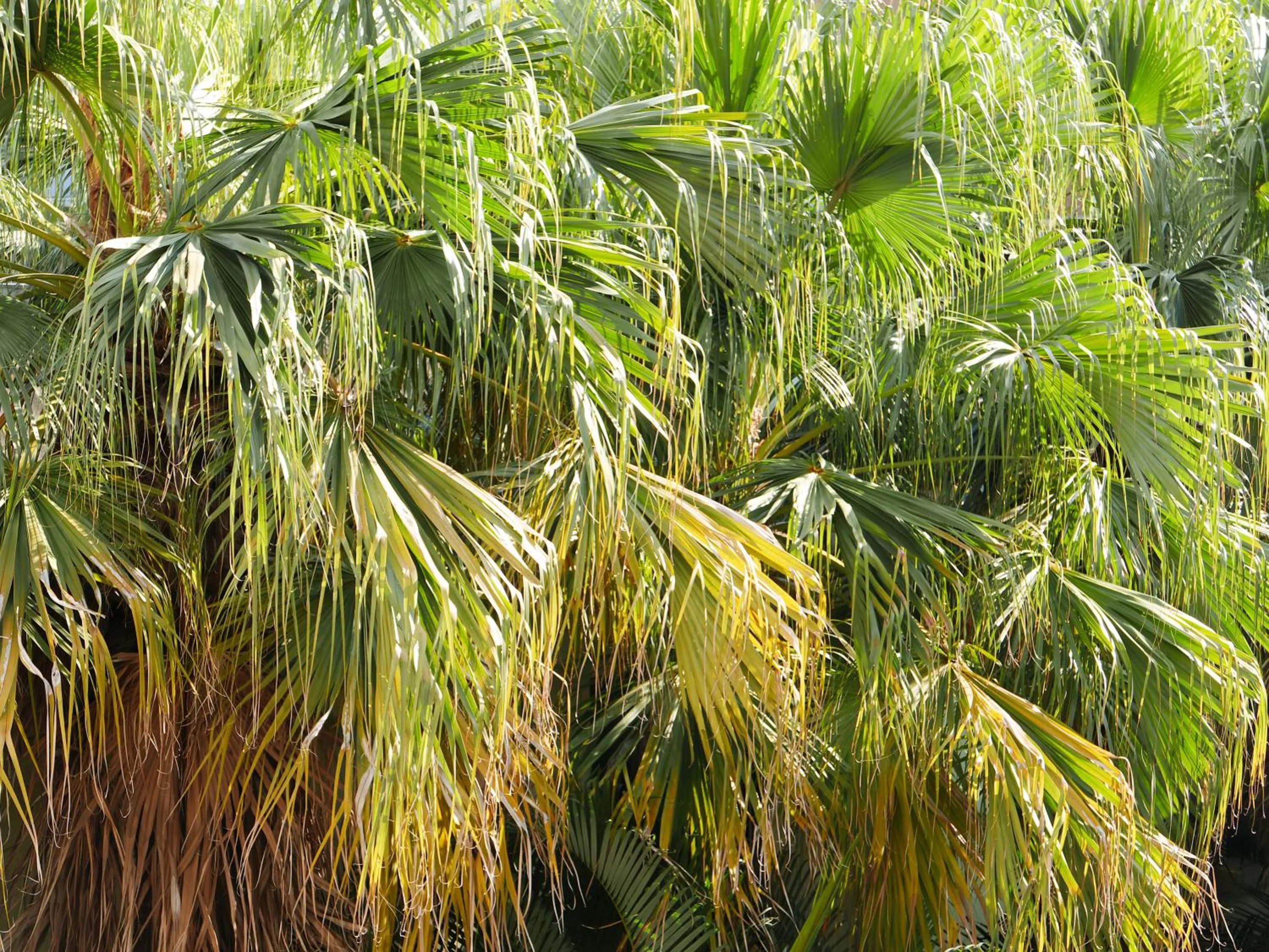 Garden in 楓采行館