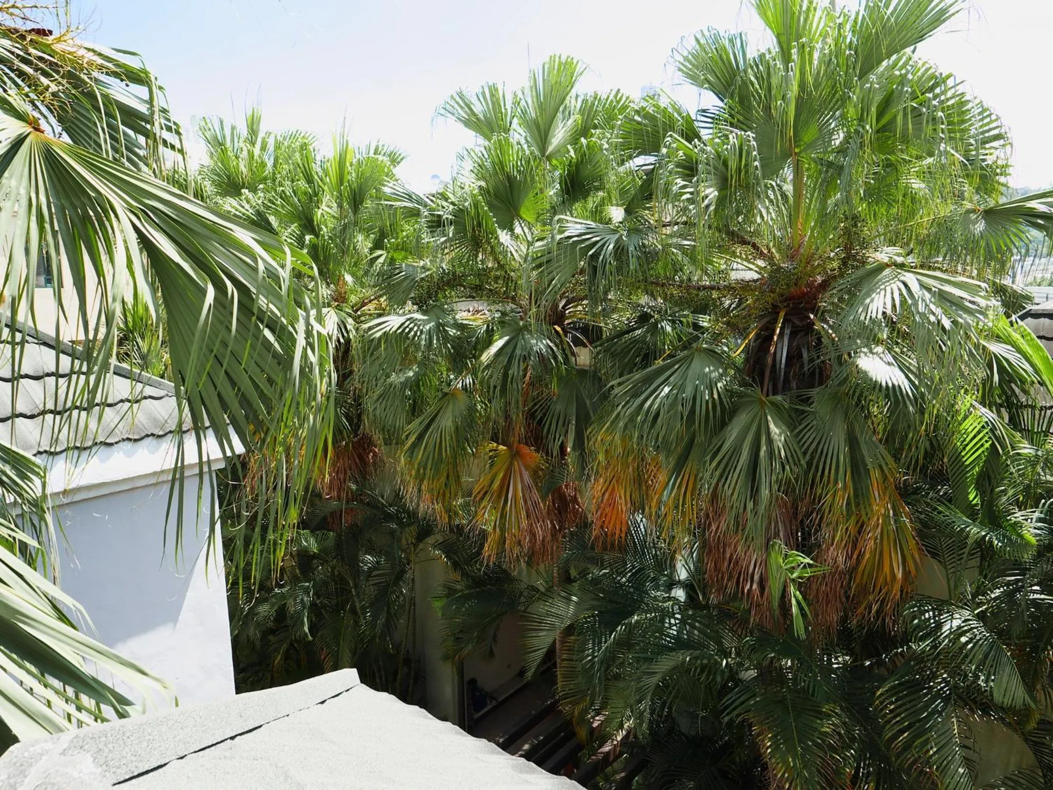 Garden view in 楓采行館
