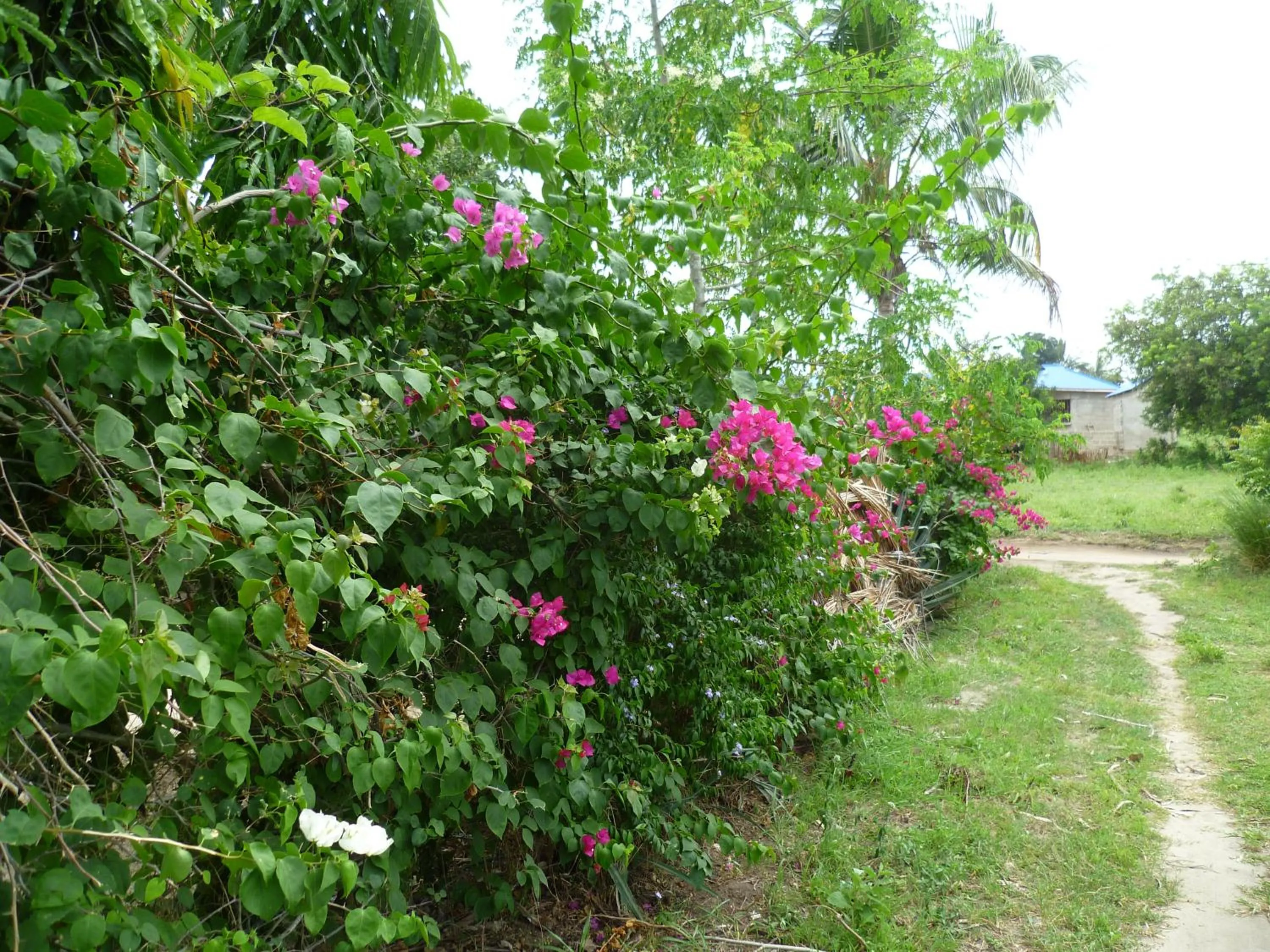 Garden view in Eazy's Place