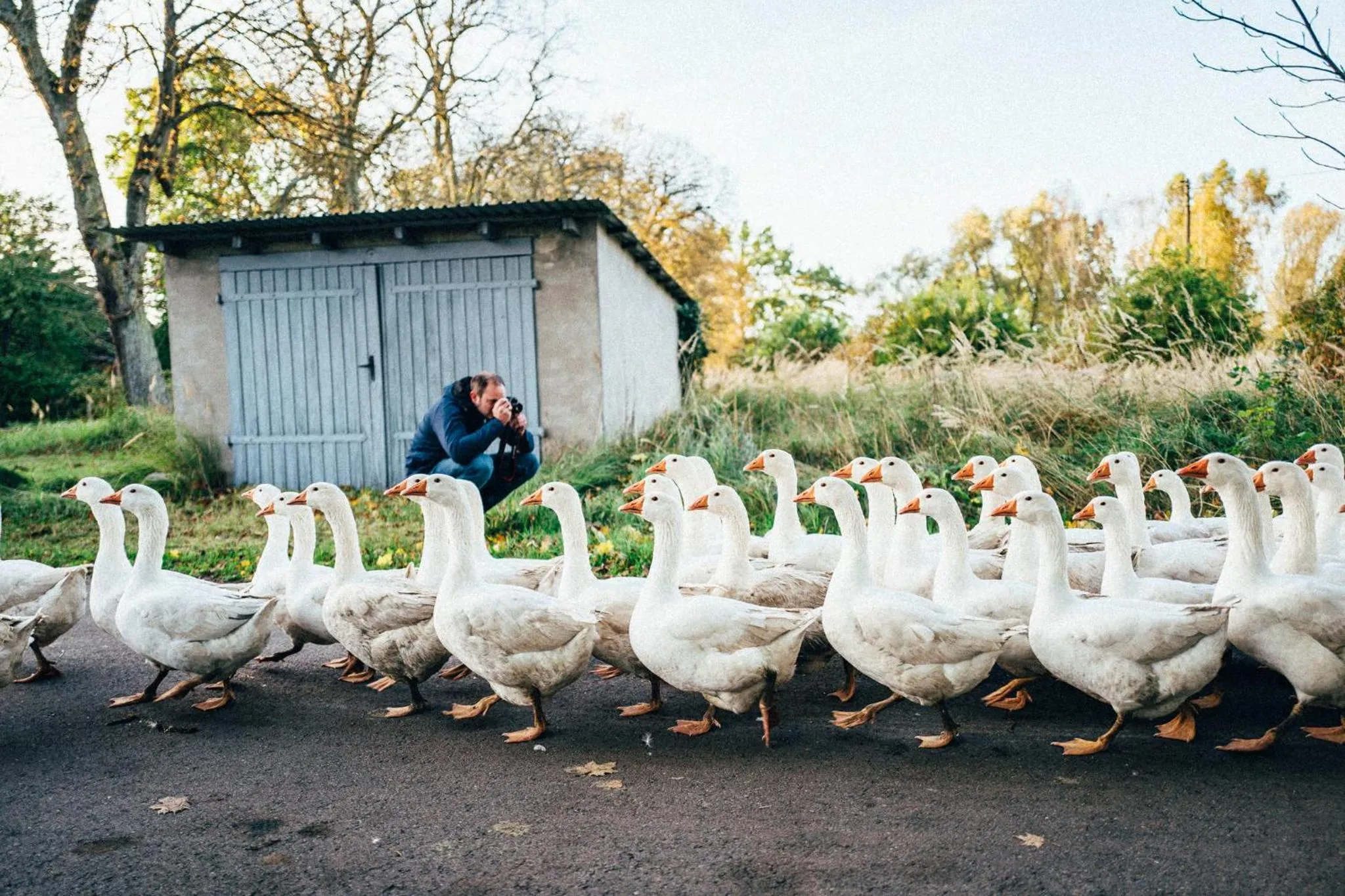 Animals in Gut Boltenhof