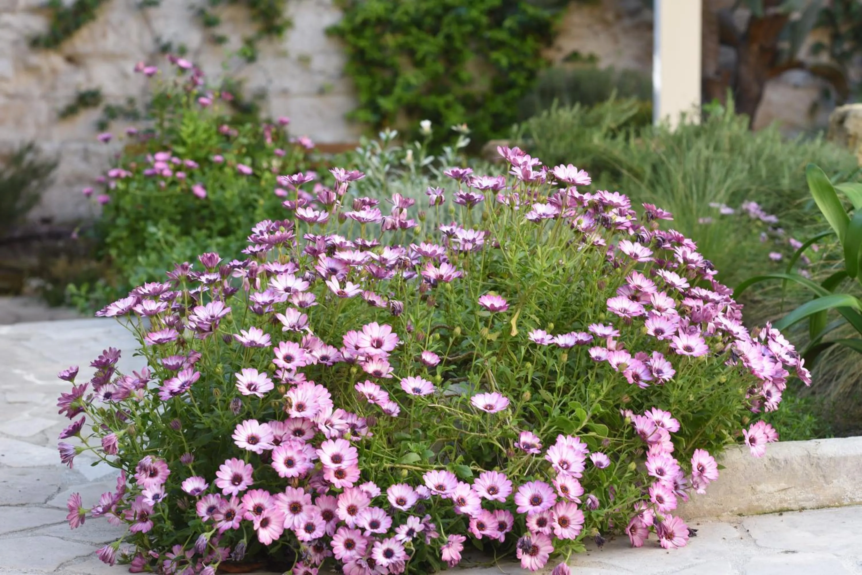 Garden view in Il Giardino Di Benedetta