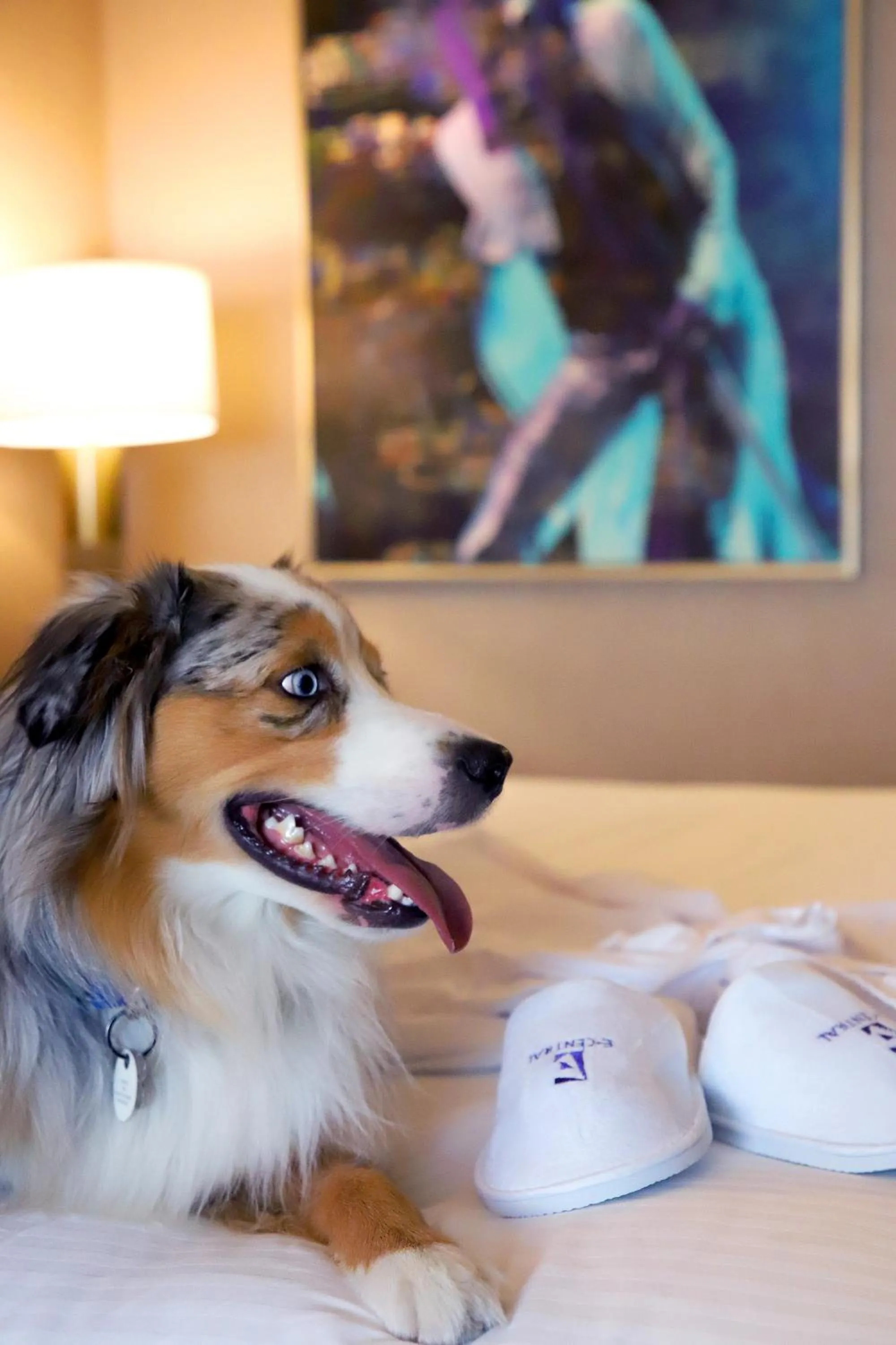 Pets in E Central Hotel Downtown Los Angeles