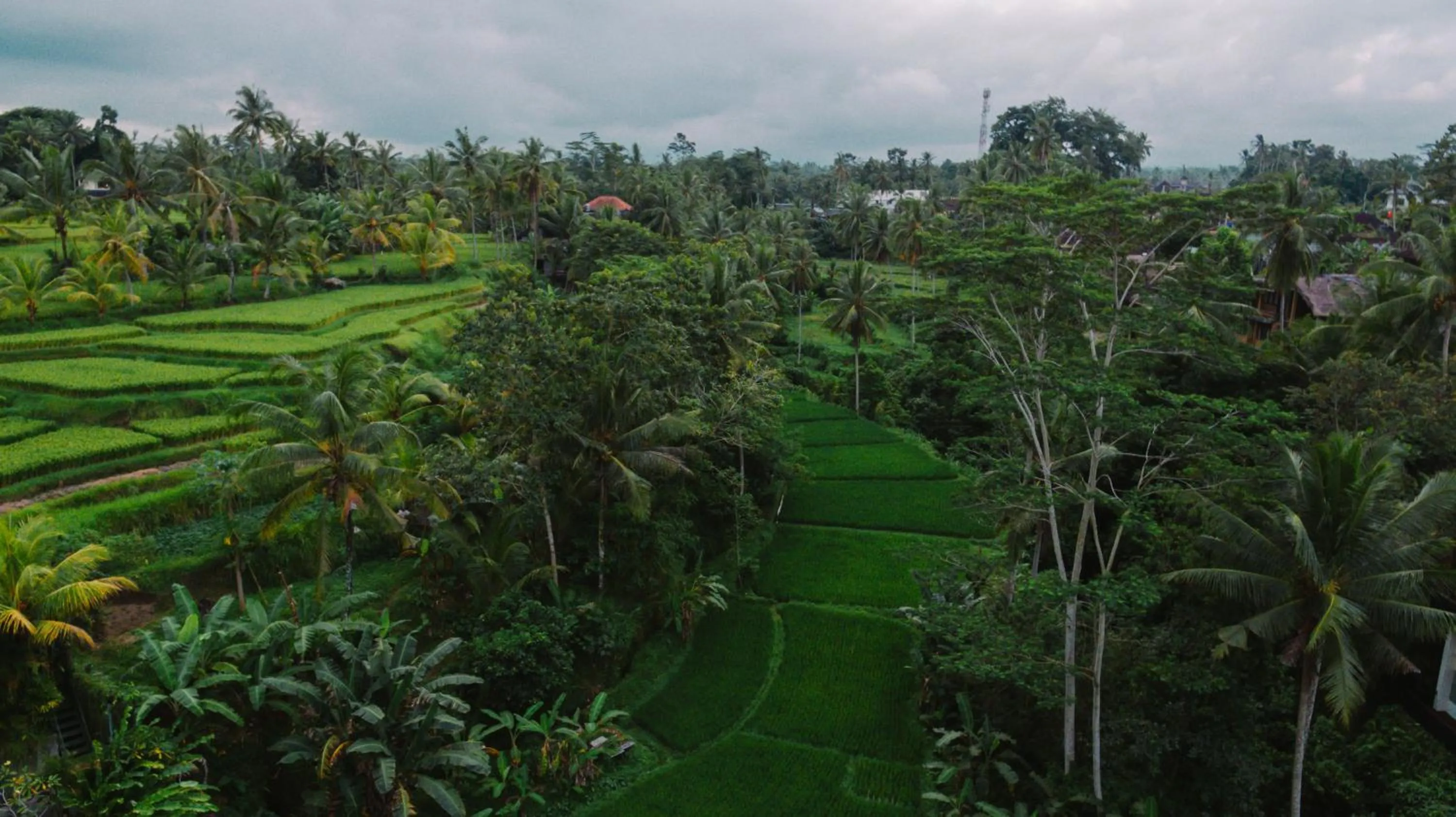 View (from property/room) in River Sakti Ubud by Prasi