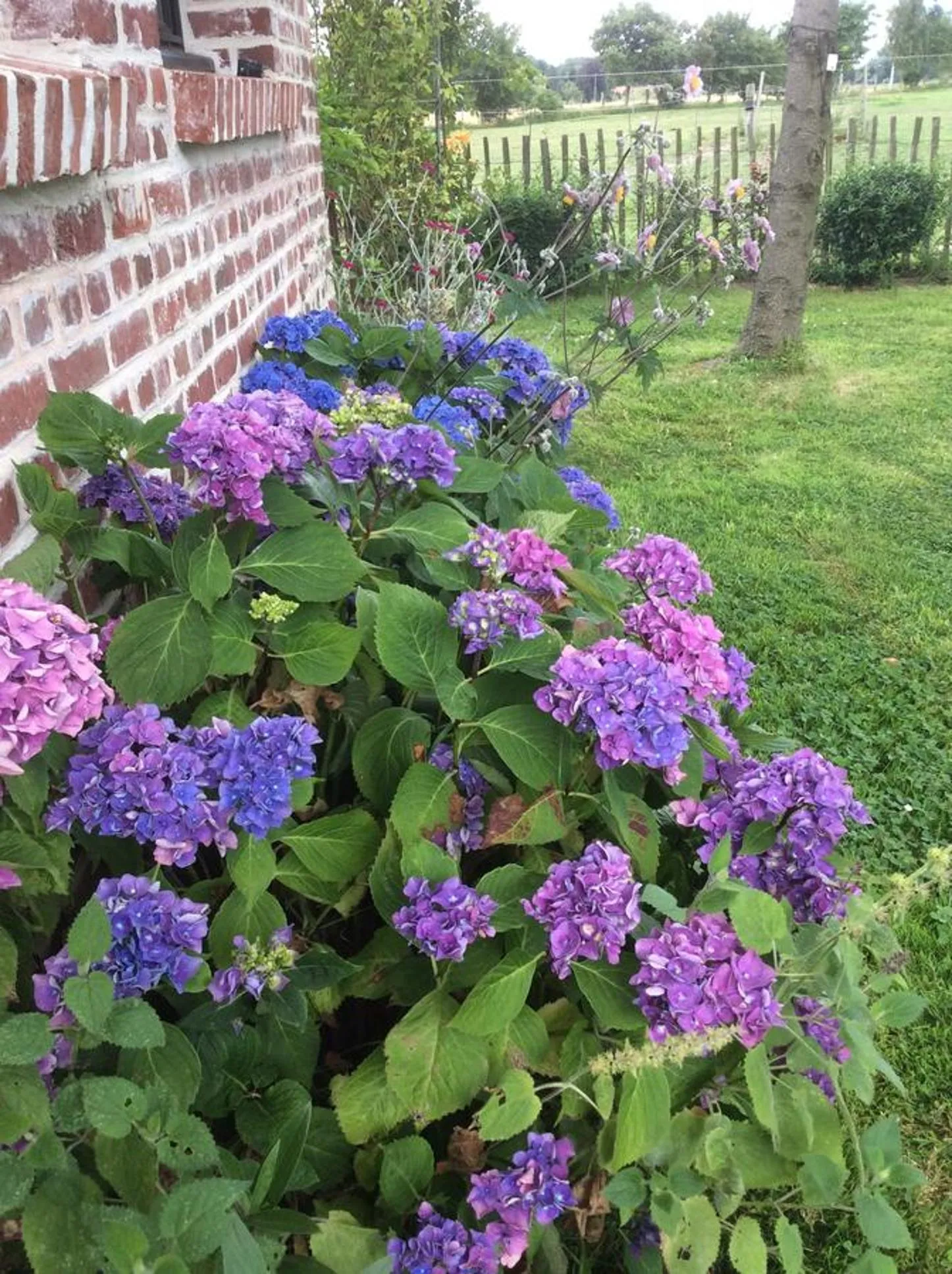 Garden in Paardenhof Guesthouse
