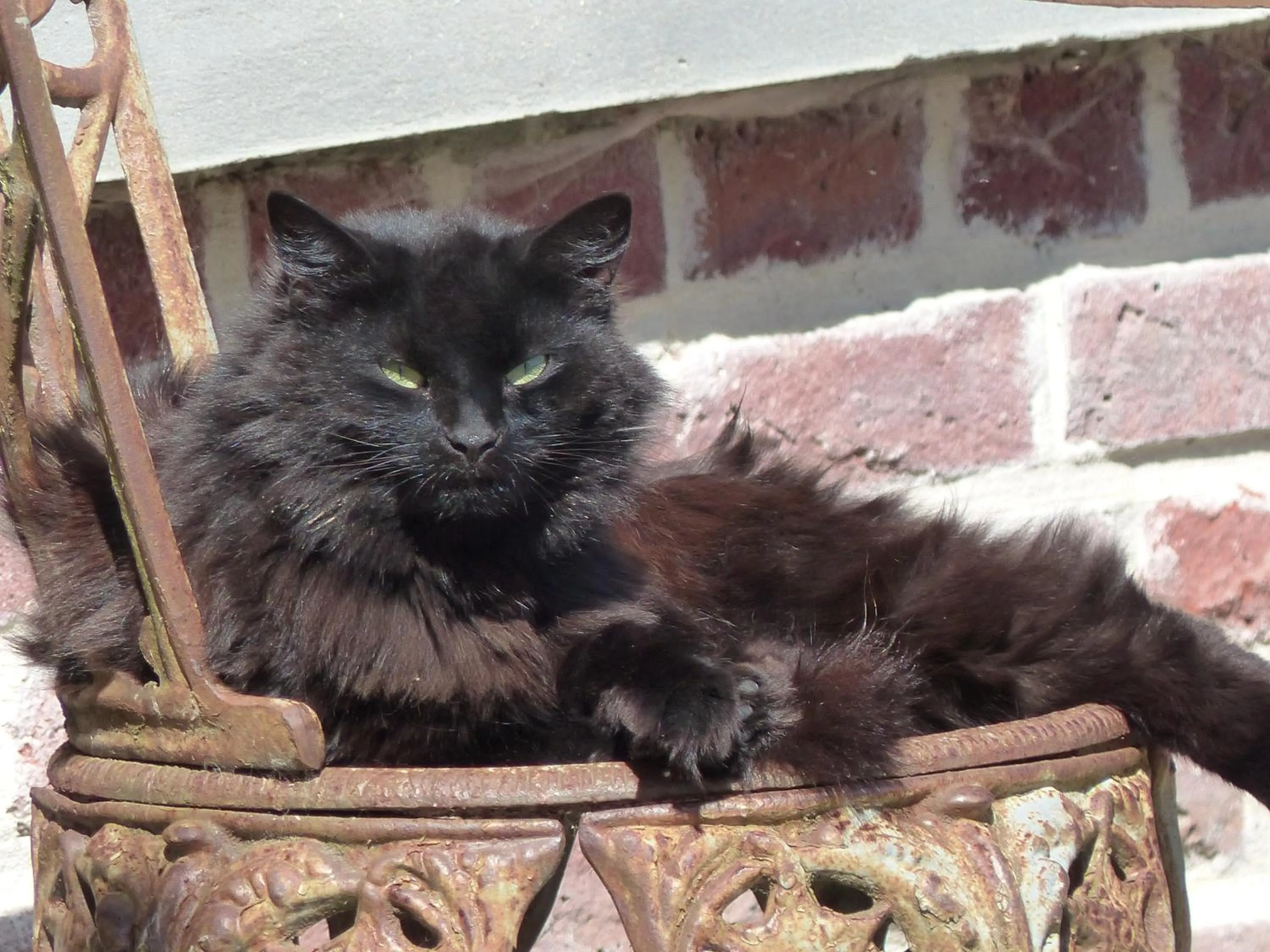 Pets in Paardenhof Guesthouse