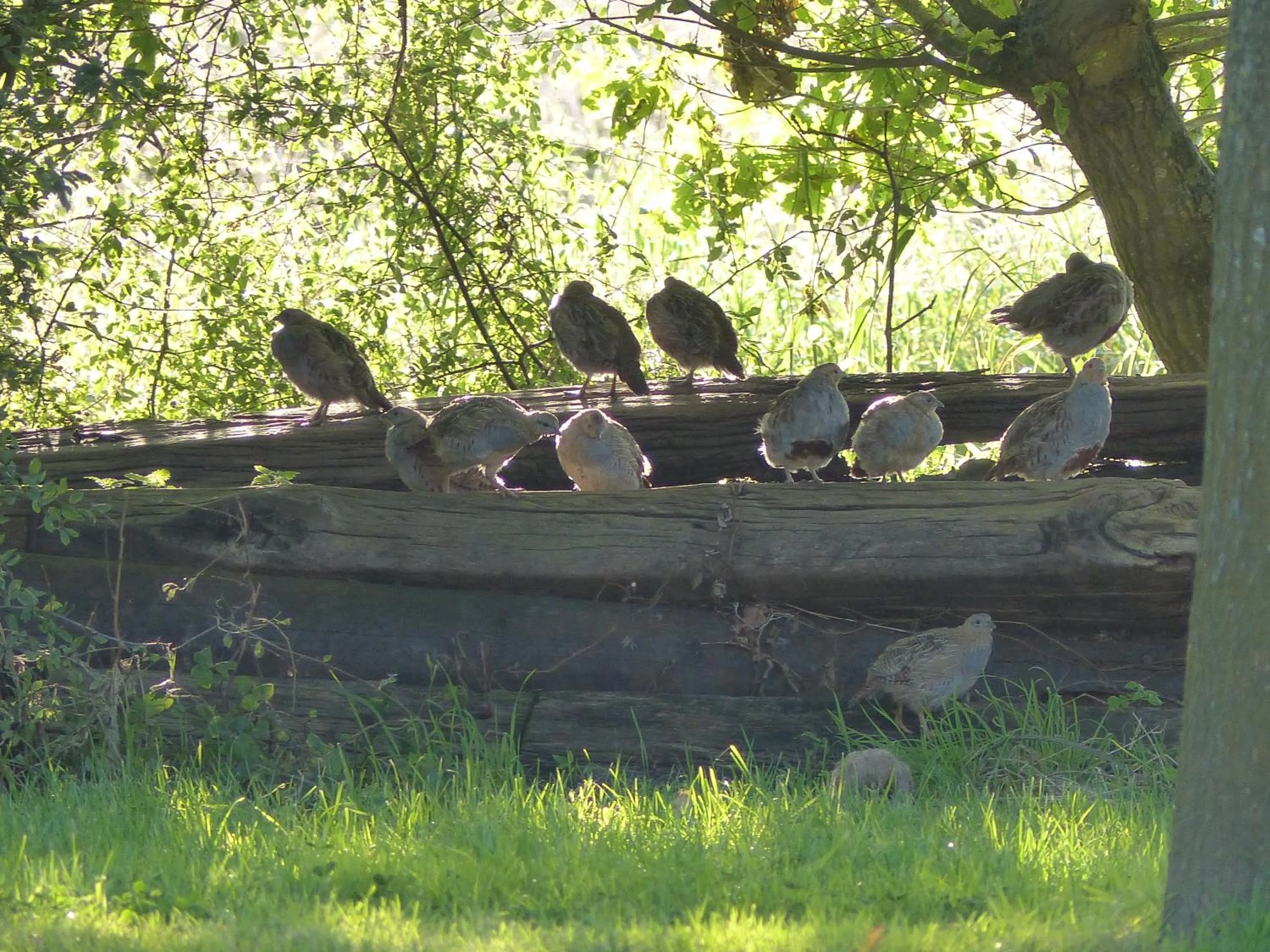 View (from property/room) in Paardenhof Guesthouse