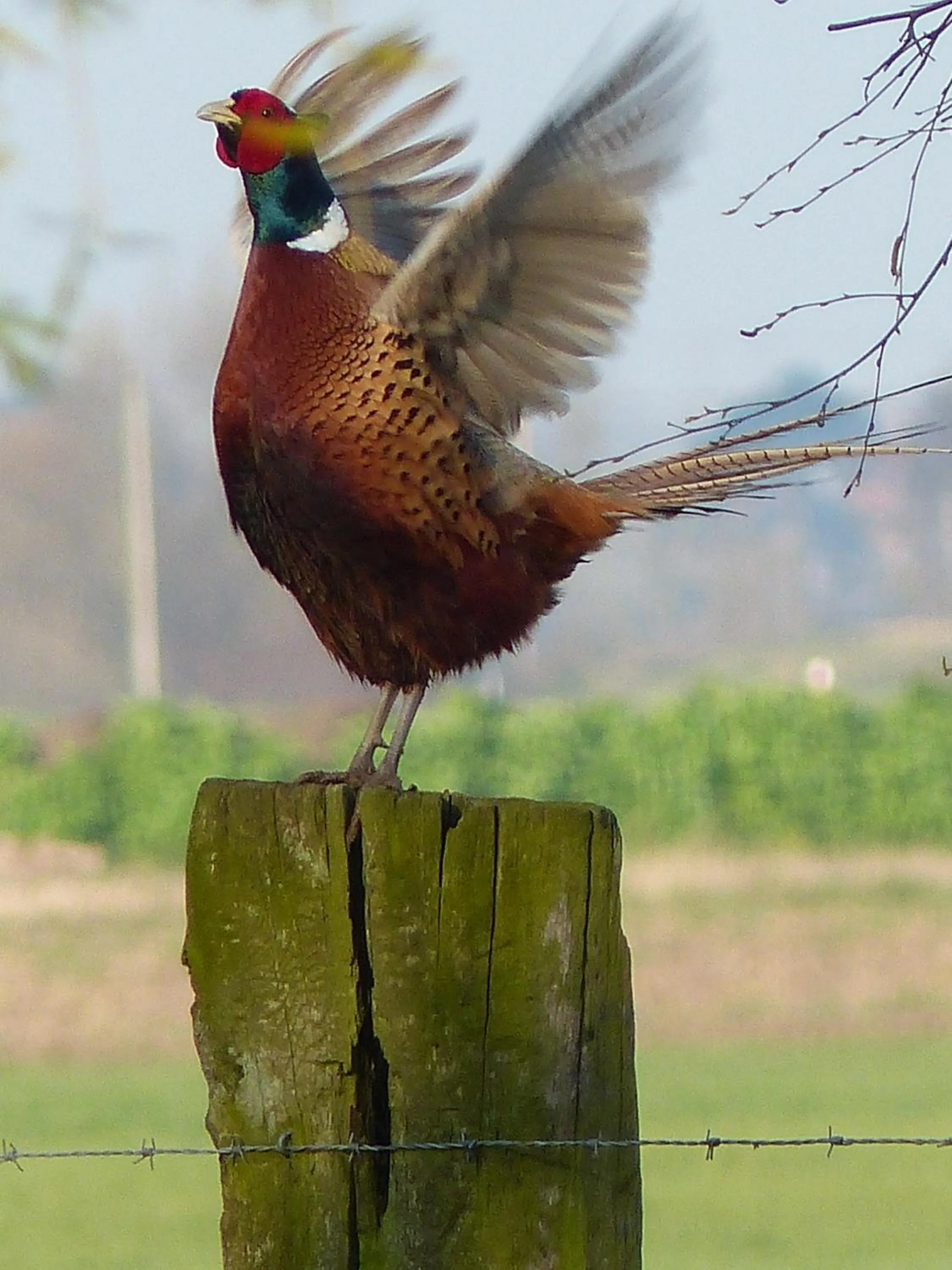 Other in Paardenhof Guesthouse