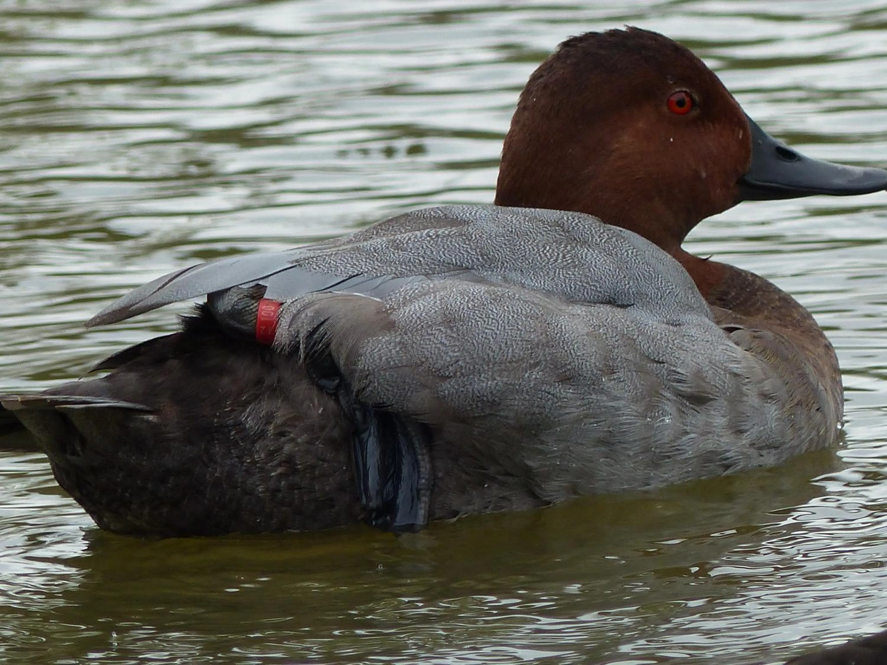 Pets in Paardenhof Guesthouse