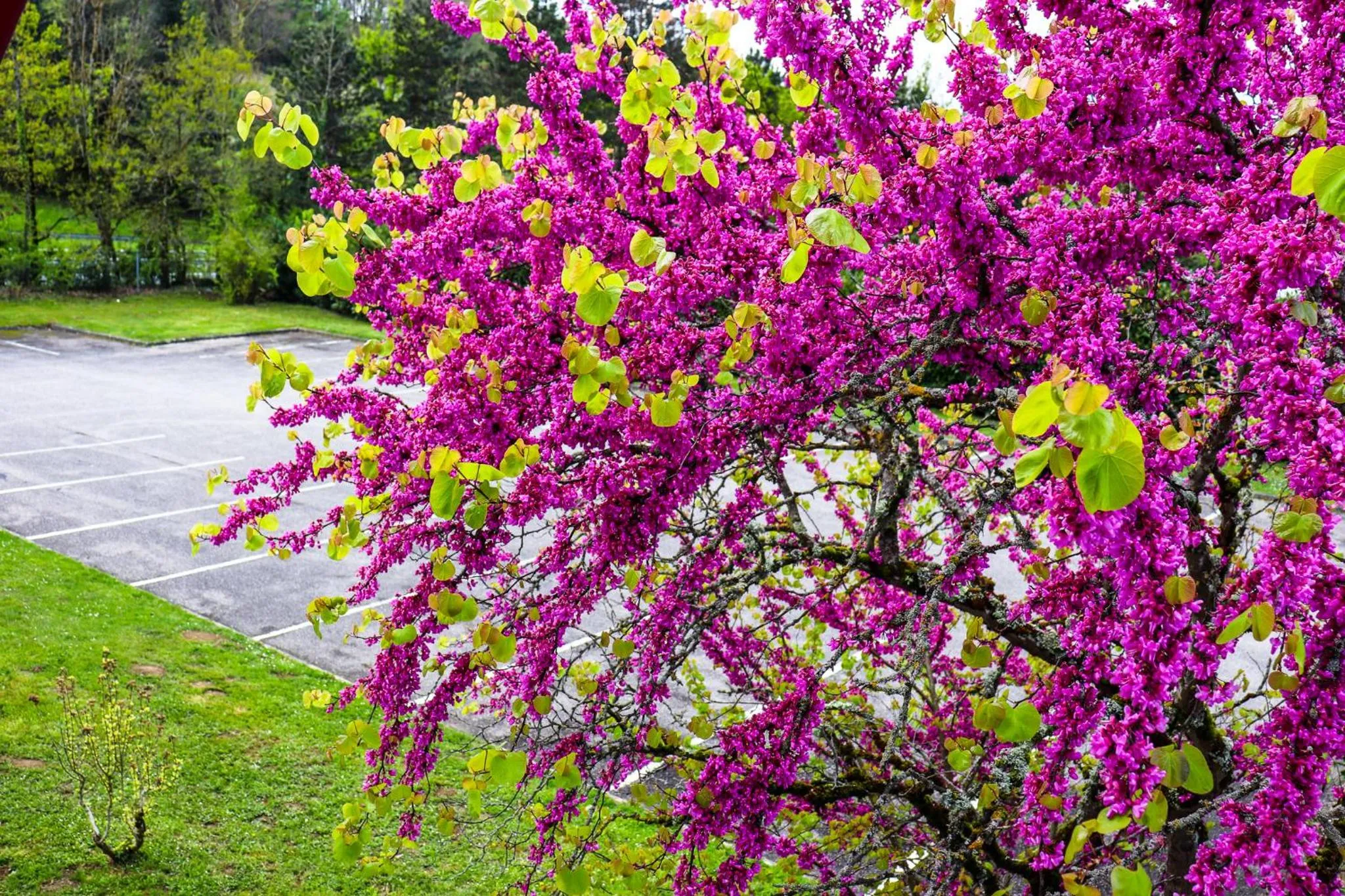 Garden in Hoteleco Sud Agen Autoroute